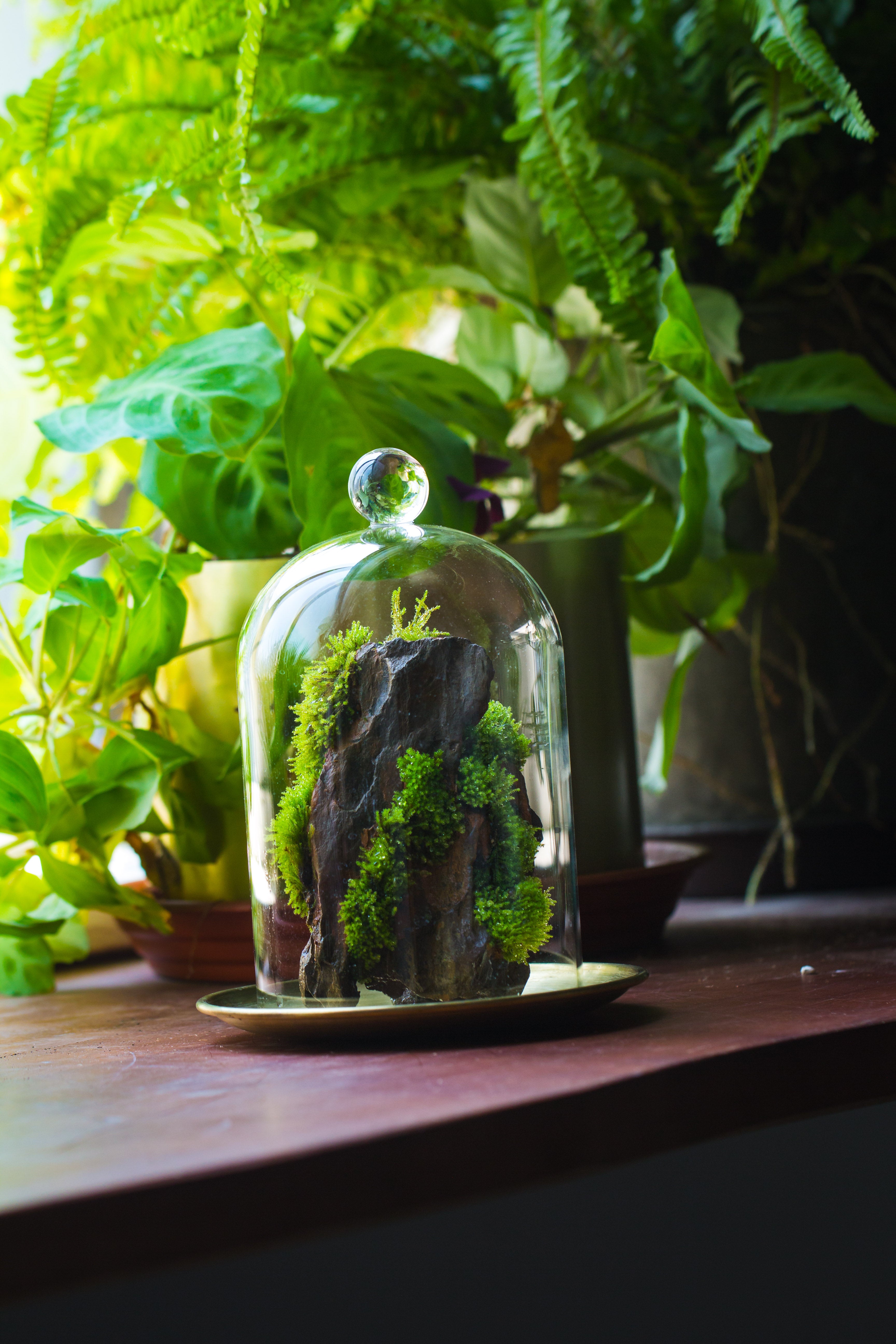 round tip glass dome cloche with glass base and gold metal base set - NCYPgarden