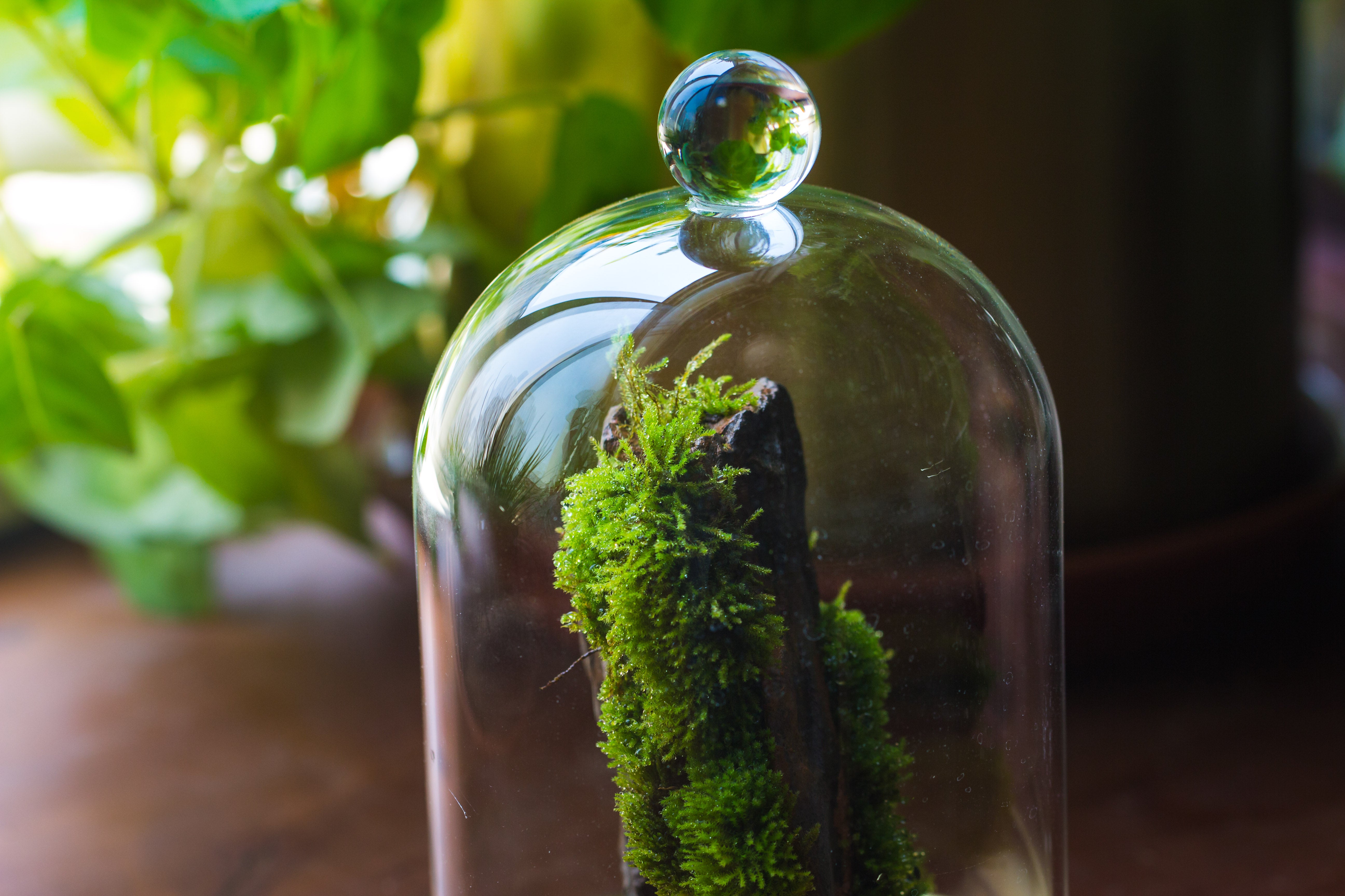 round tip glass dome cloche with glass base and gold metal base set - NCYPgarden