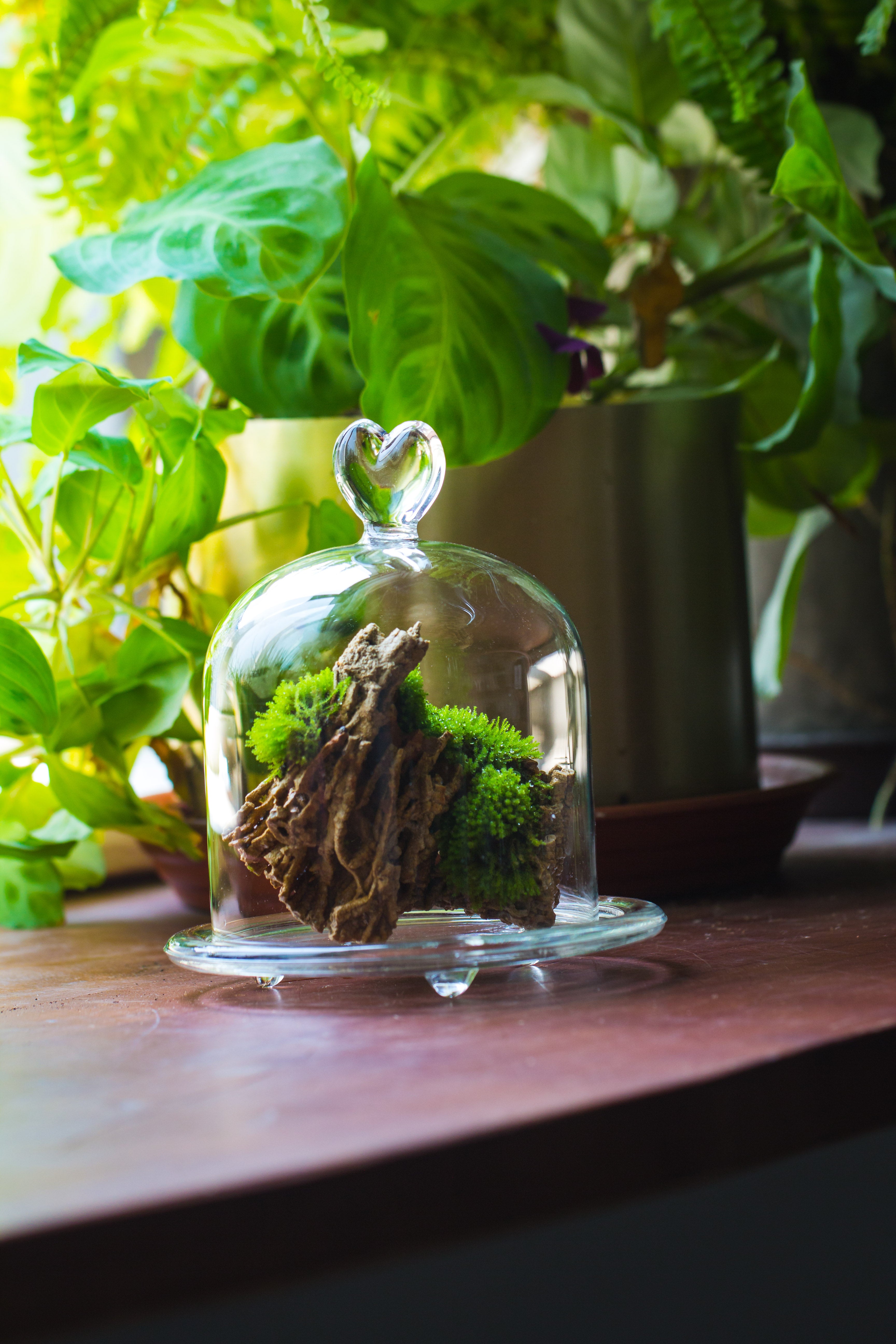 Heart Shape Tip Glass cloche with glass base and metal gold base set - NCYPgarden