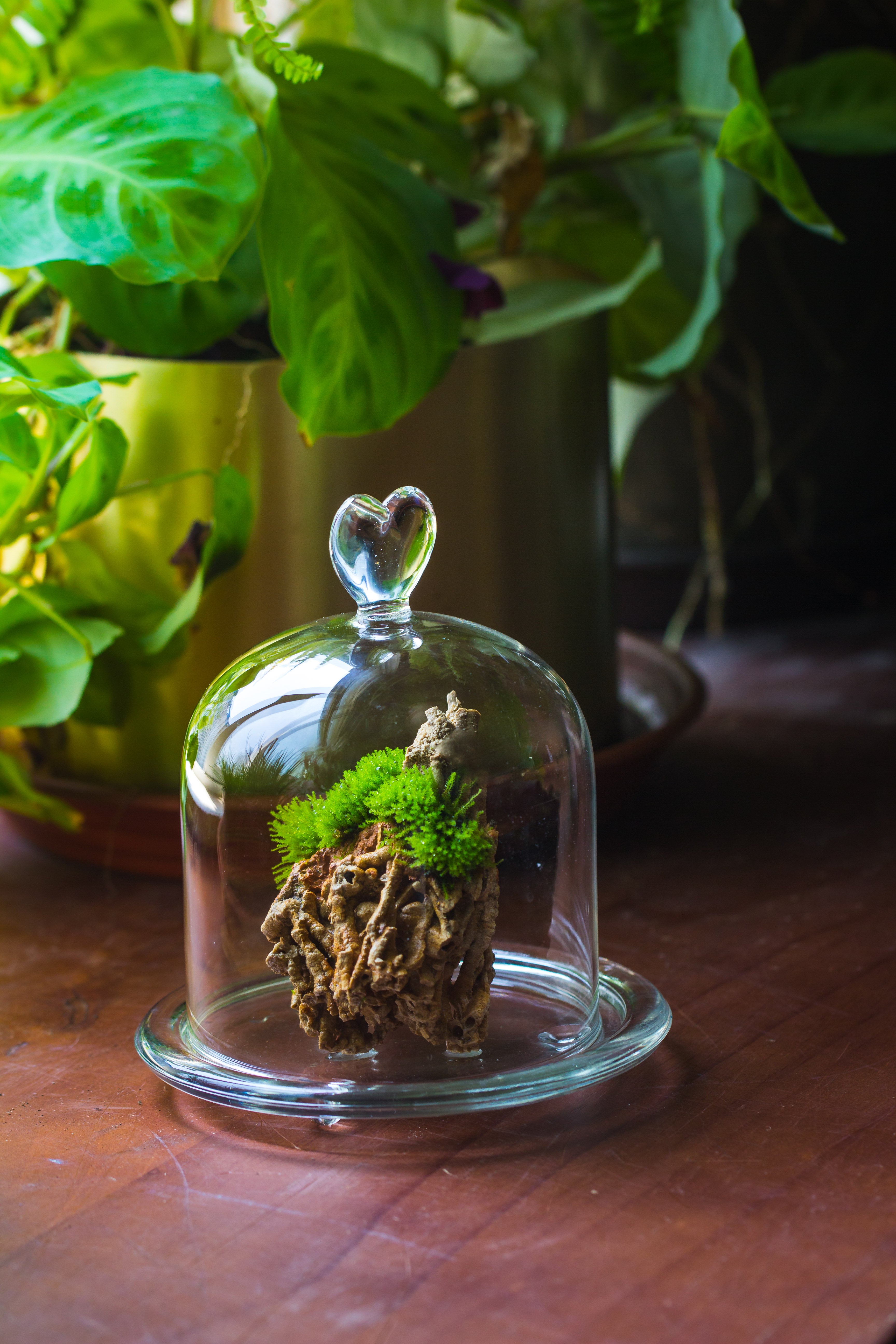 Heart Shape Tip Glass cloche with glass base and metal gold base set - NCYPgarden