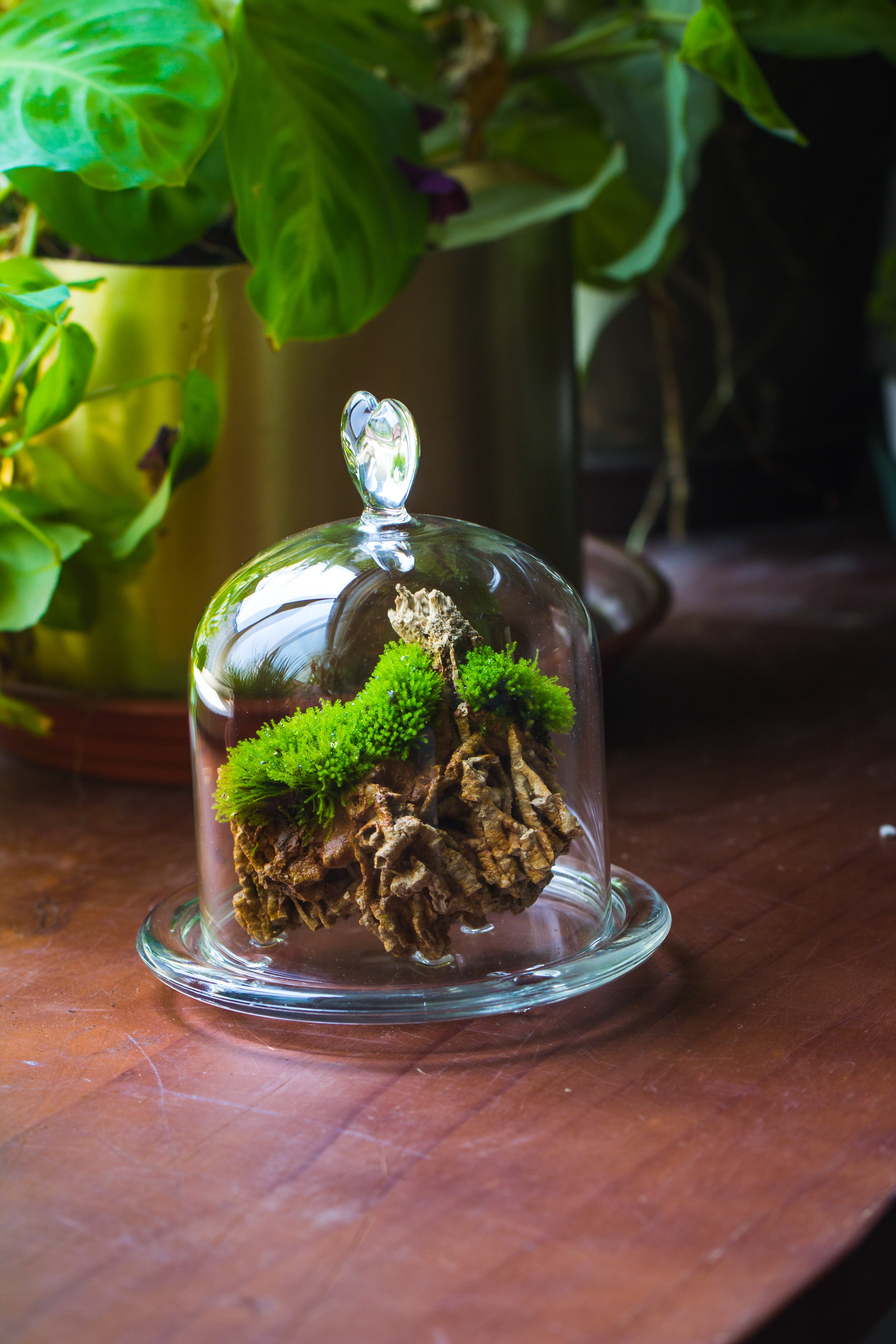 Heart Shape Tip Glass cloche with glass base and metal gold base set - NCYPgarden