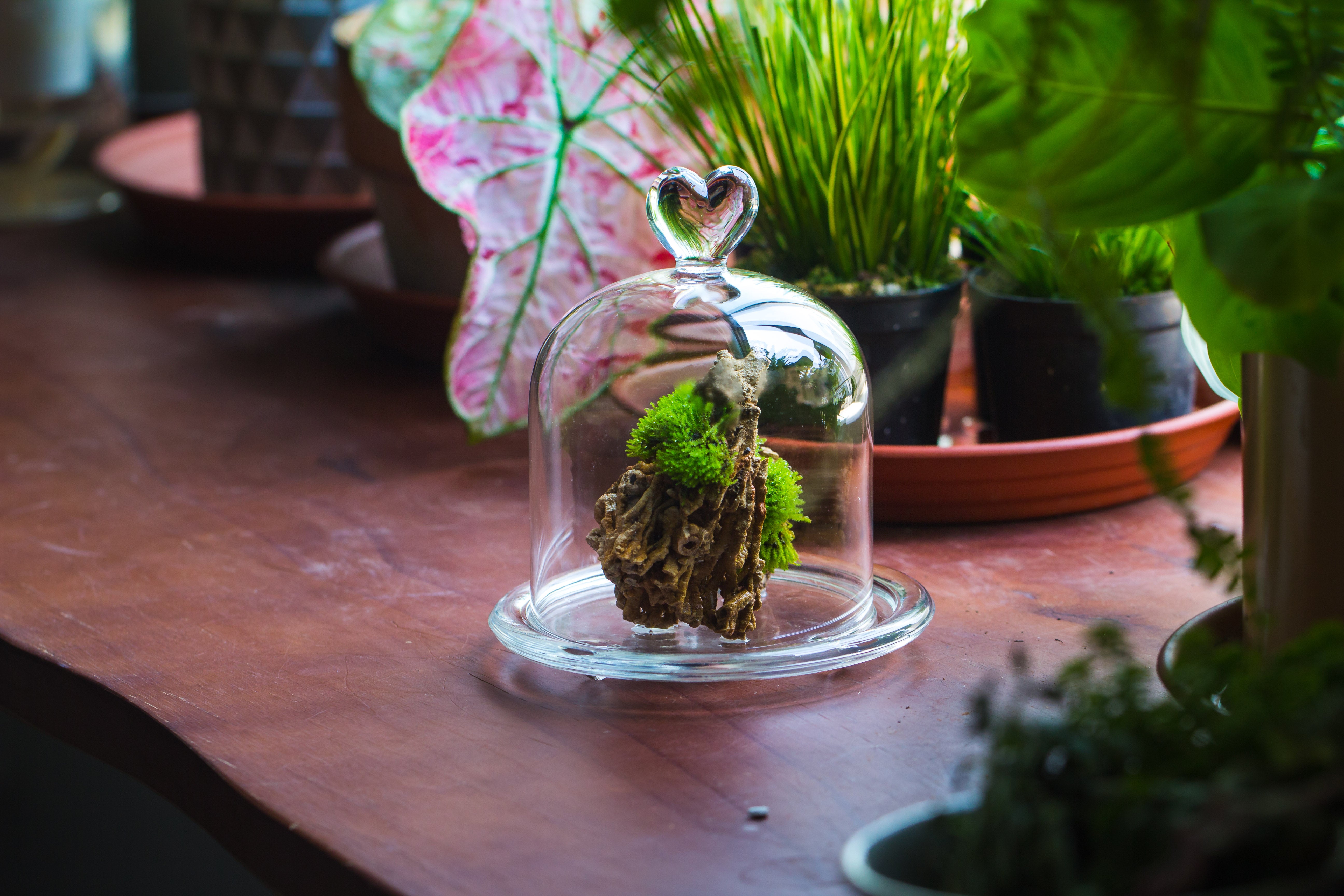 Heart Shape Tip Glass cloche with glass base and metal gold base set - NCYPgarden