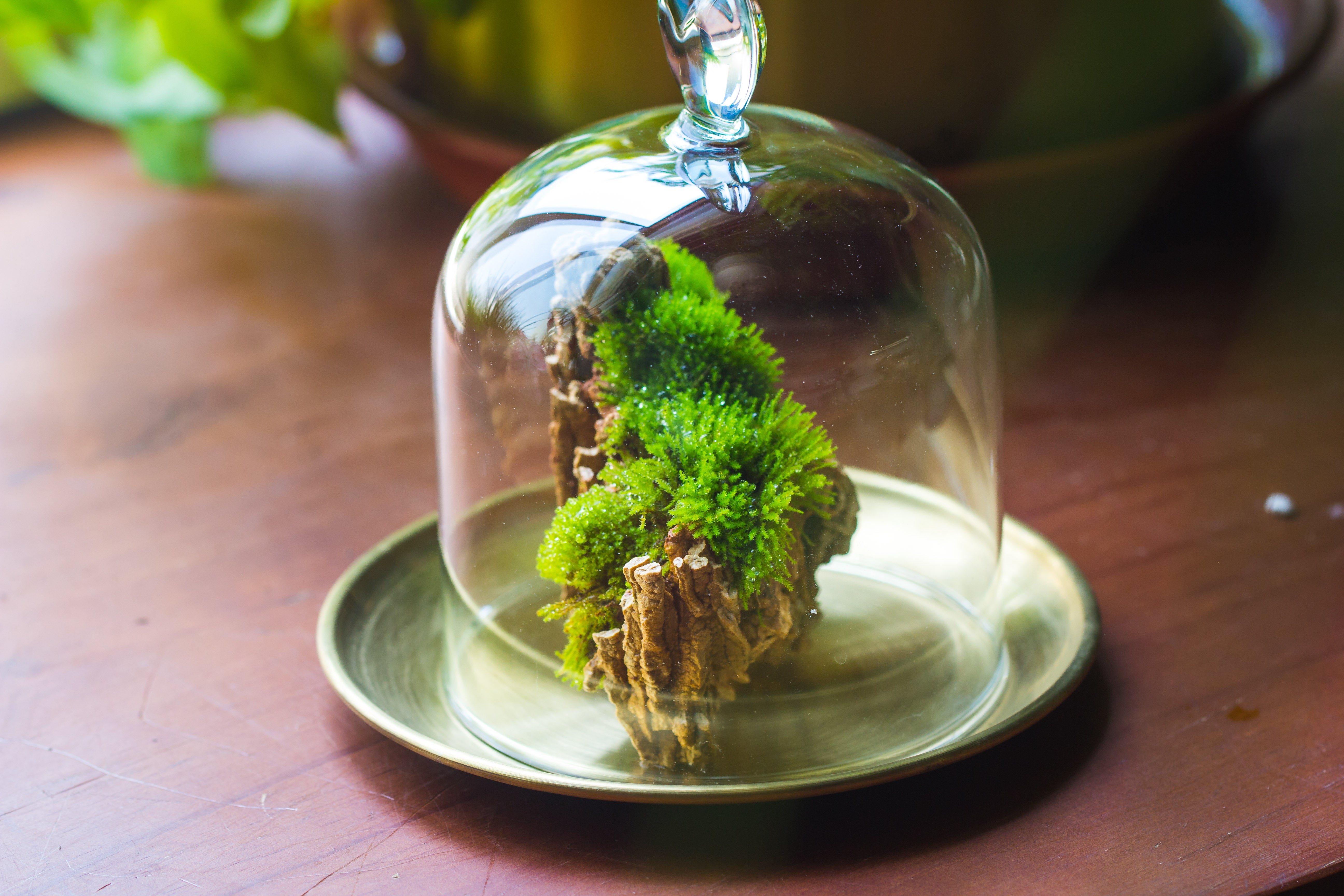 Heart Shape Tip Glass cloche with glass base and metal gold base set - NCYPgarden