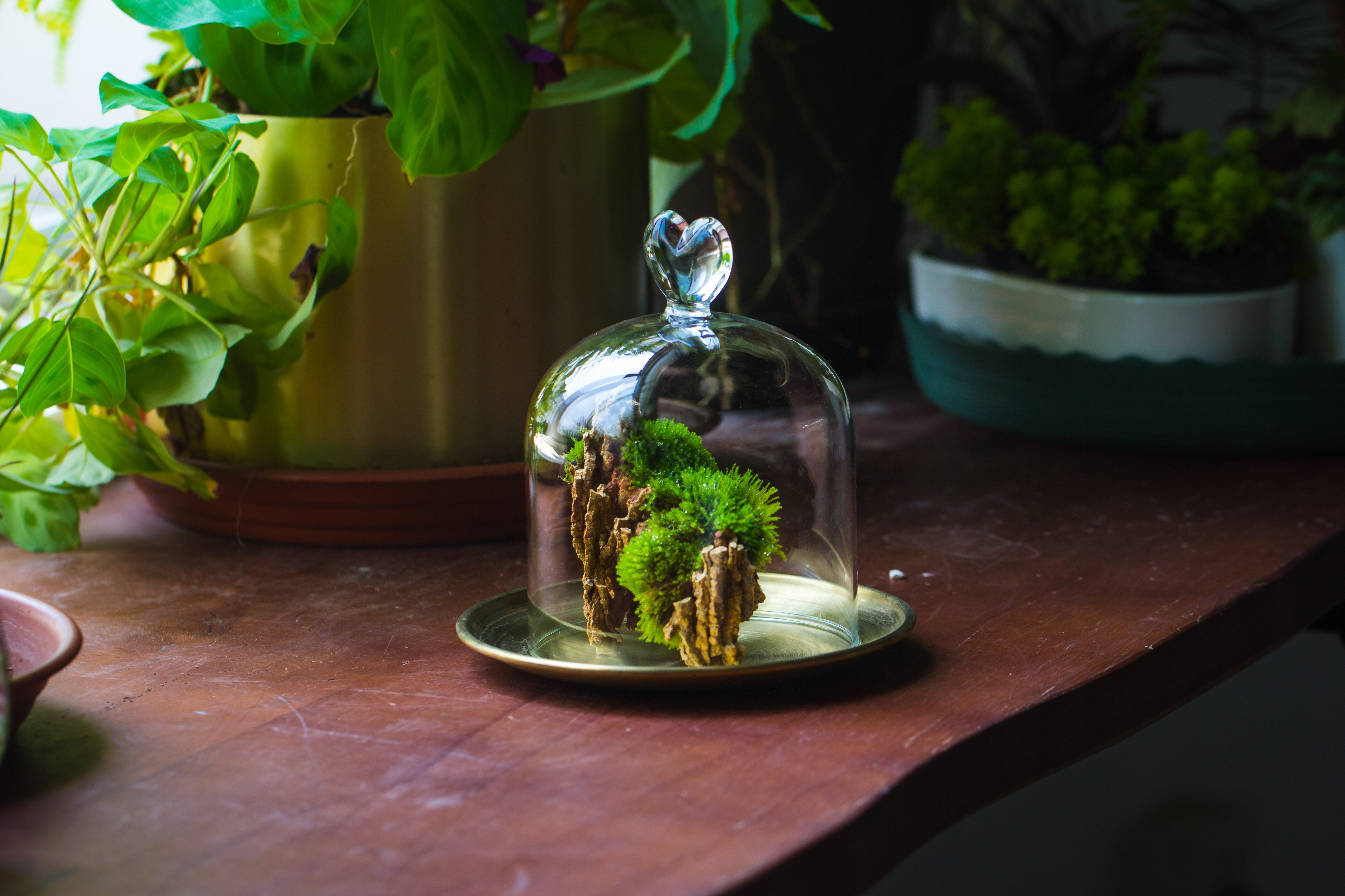 Heart Shape Tip Glass cloche with glass base and metal gold base set - NCYPgarden