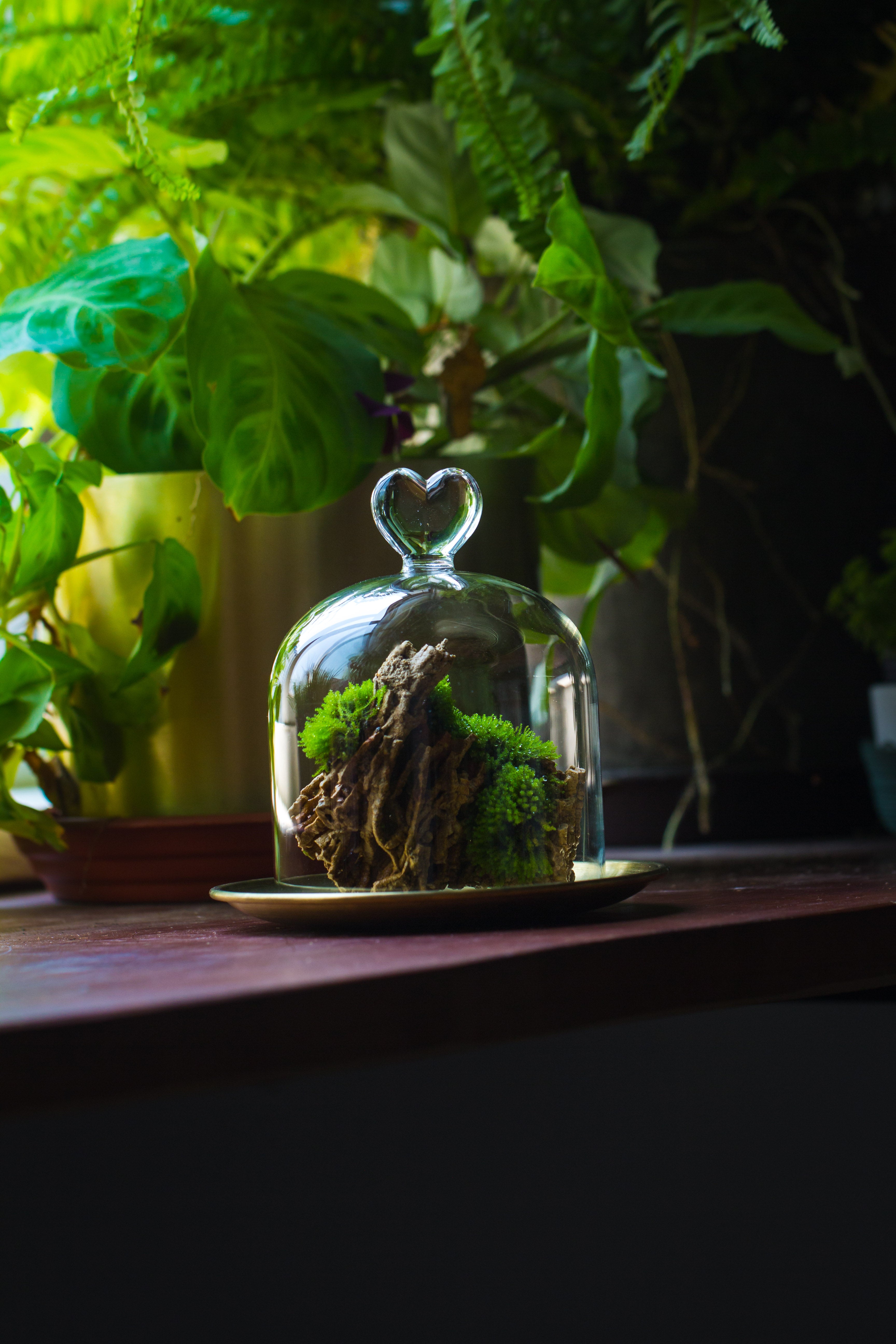 Heart Shape Tip Glass cloche with glass base and metal gold base set - NCYPgarden