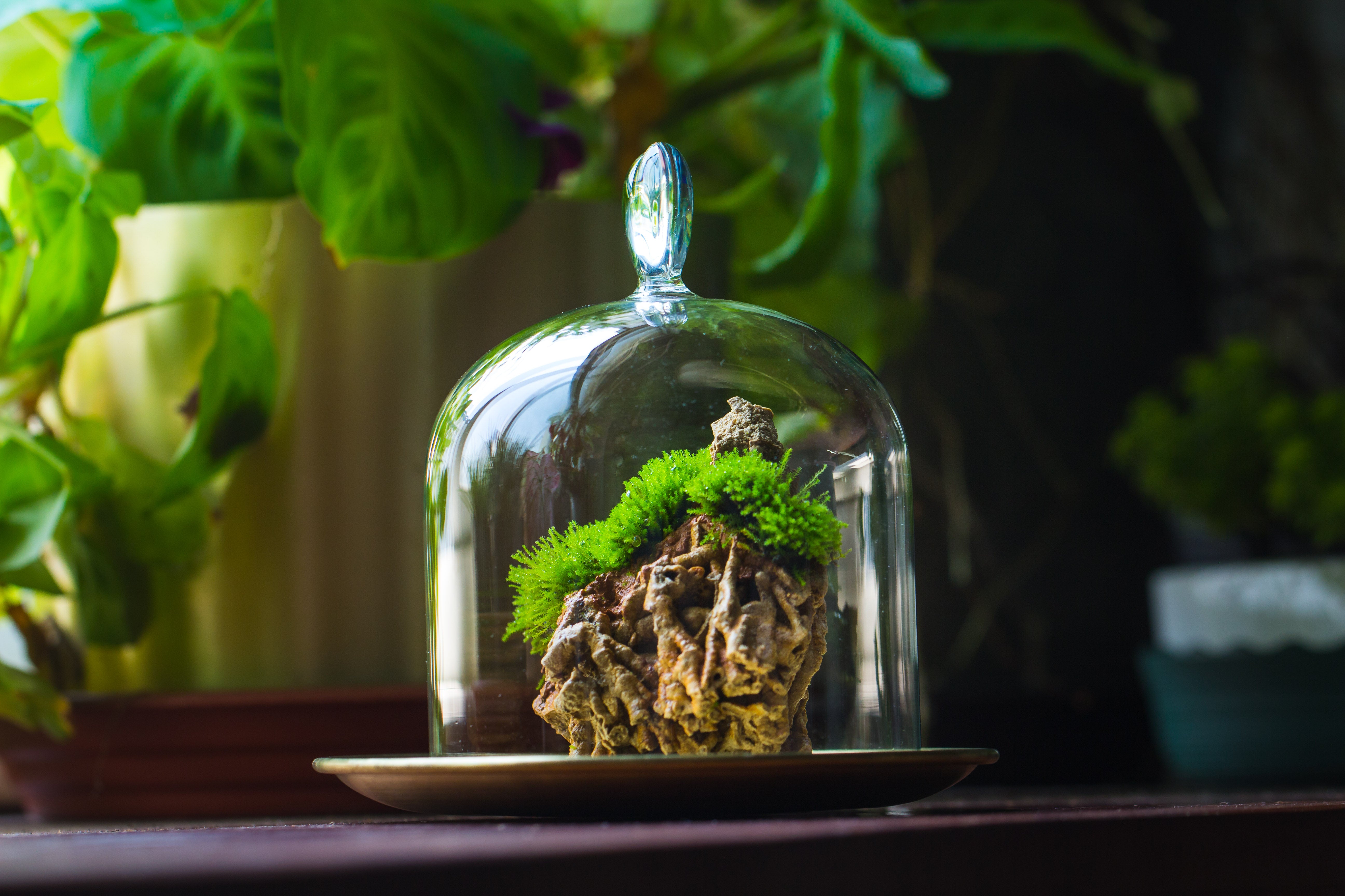 Heart Shape Tip Glass cloche with glass base and metal gold base set - NCYPgarden