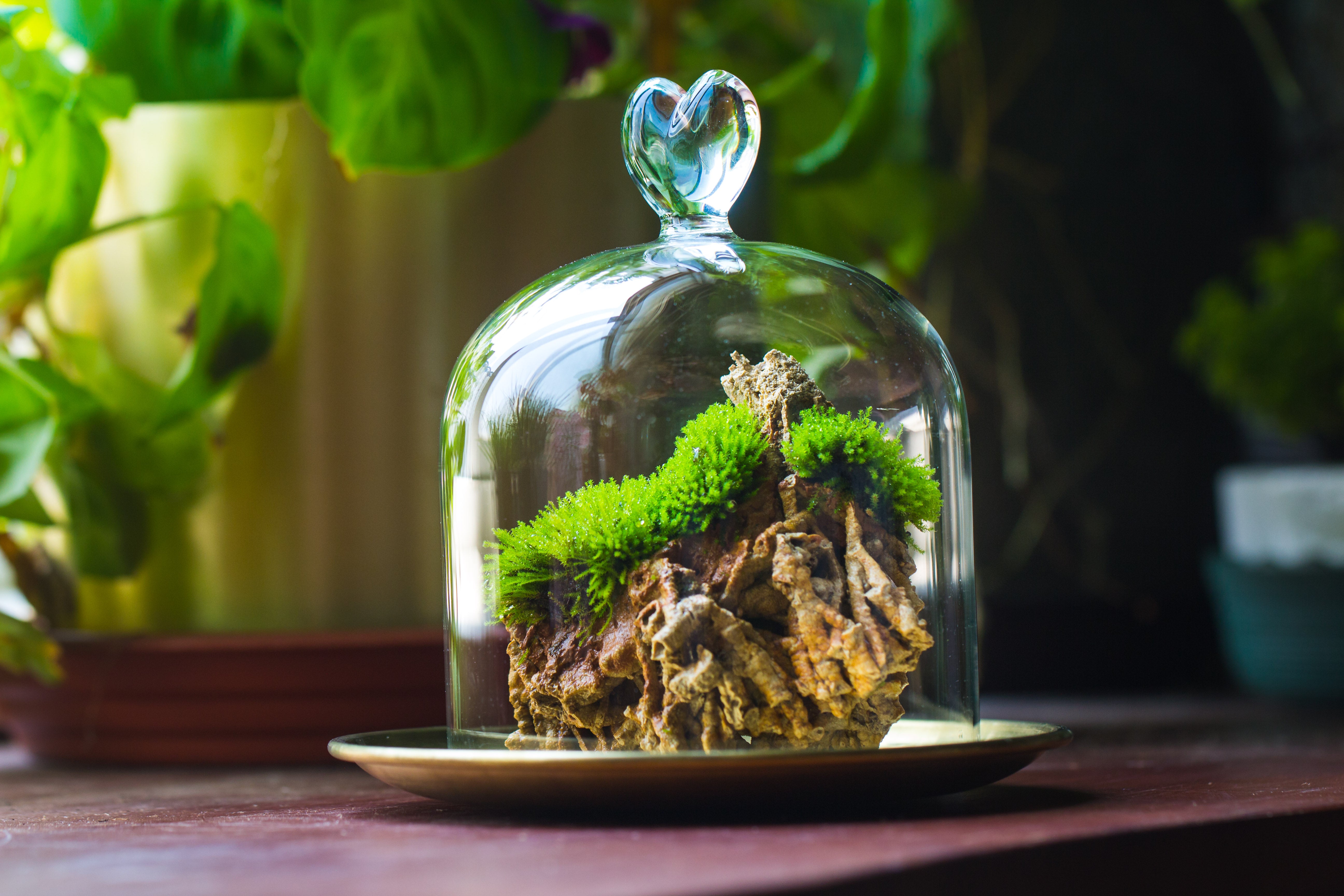 Heart Shape Tip Glass cloche with glass base and metal gold base set - NCYPgarden