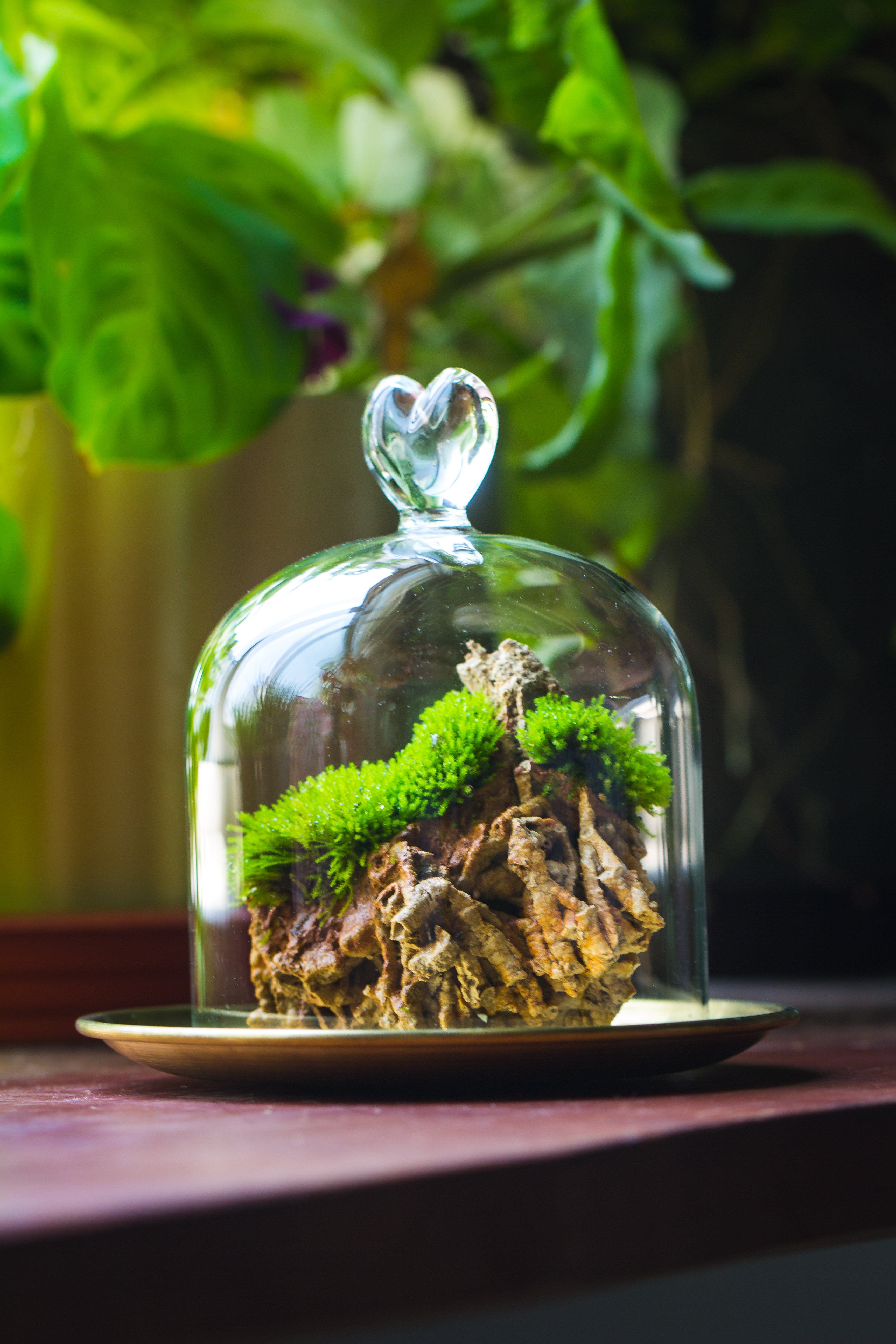 Heart Shape Tip Glass cloche with glass base and metal gold base set - NCYPgarden