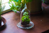 bell shape glass cloche with glass base and gold metal base - NCYPgarden