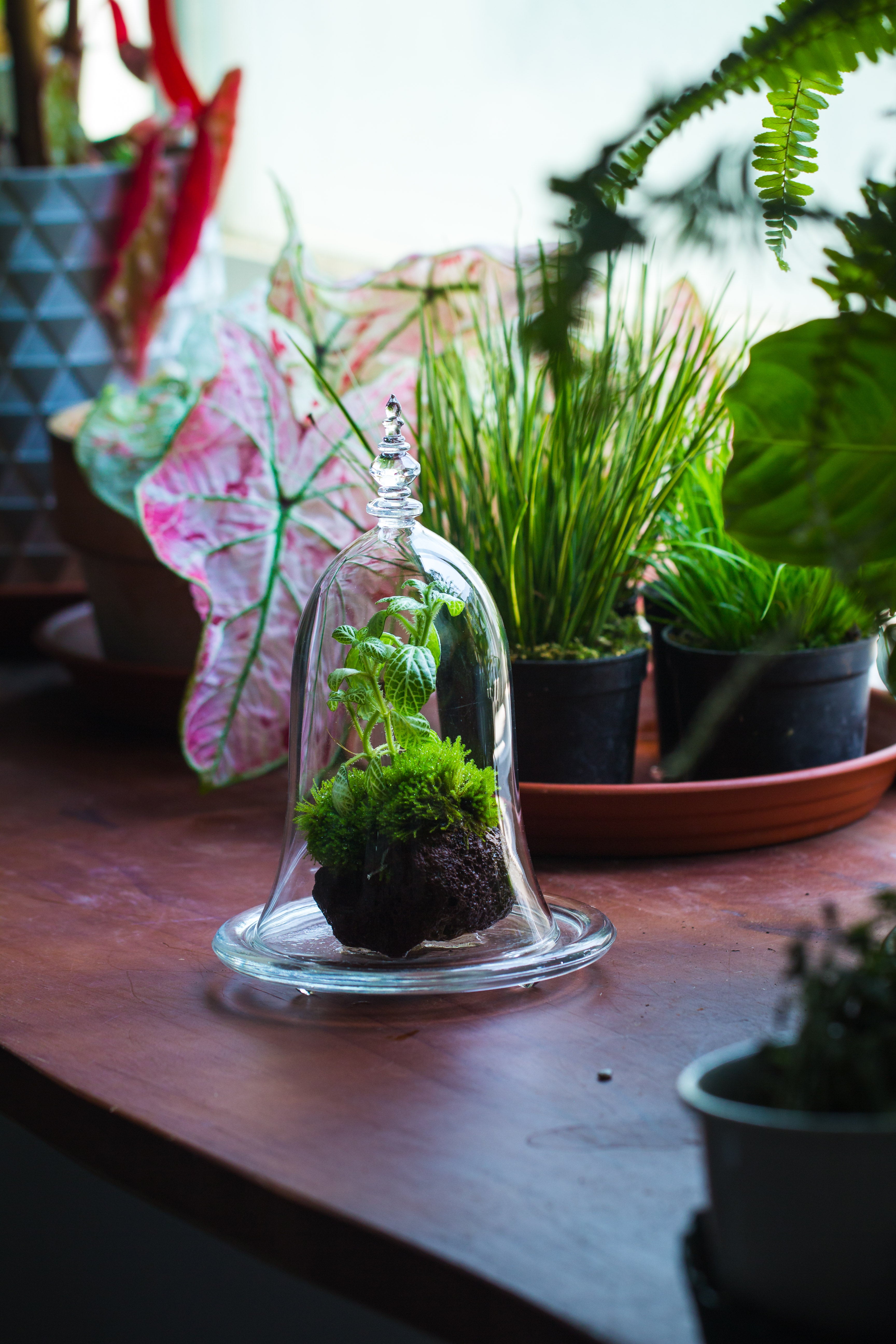 bell shape glass cloche with glass base and gold metal base - NCYPgarden