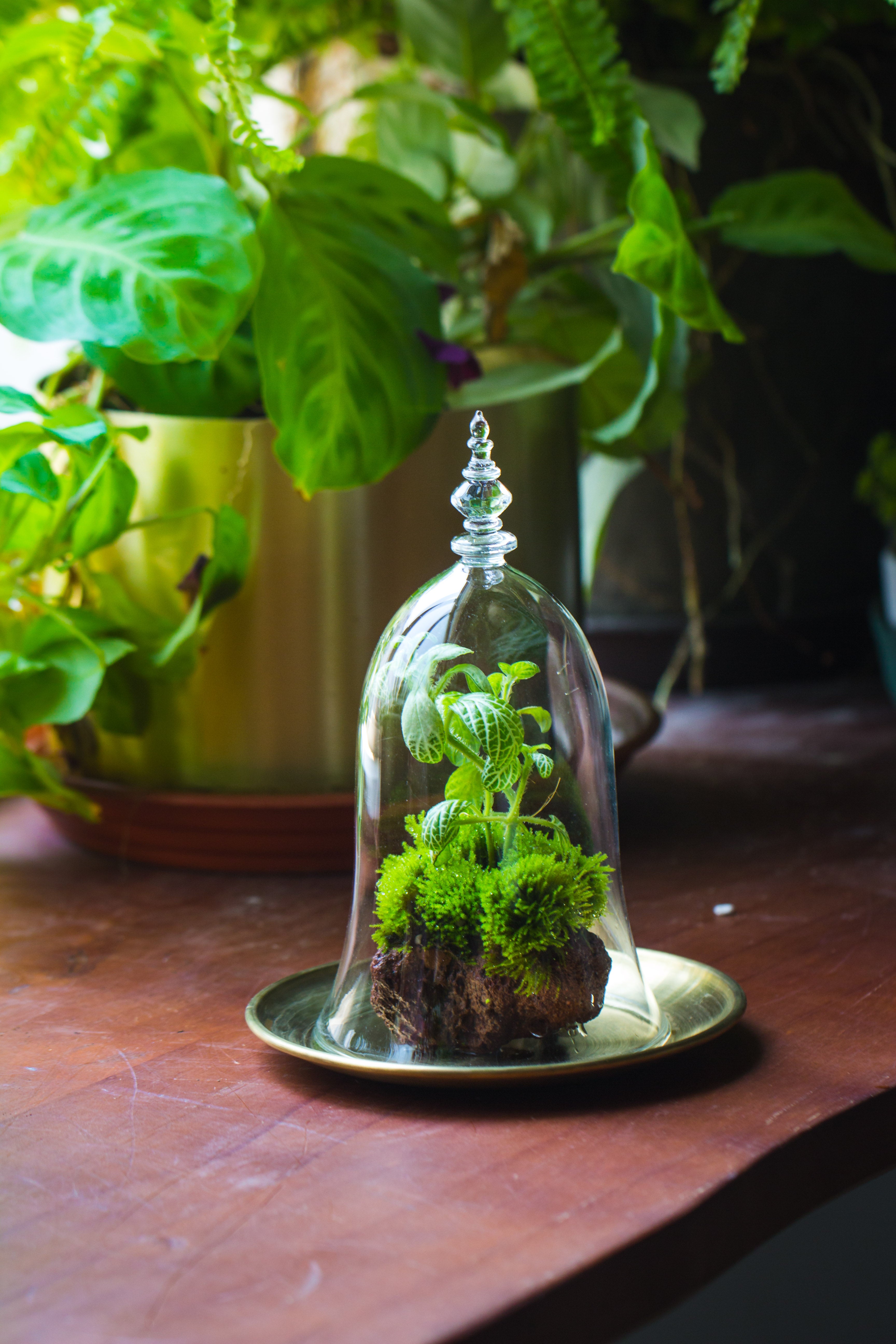 bell shape glass cloche with glass base and gold metal base - NCYPgarden