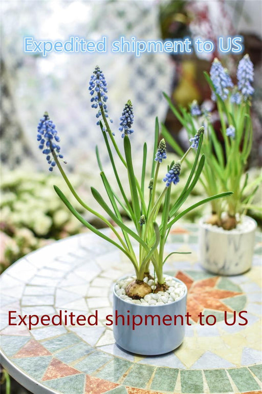 Expedited shipment to US, 2-4 workdays, 7USD, Reserved - NCYPgarden