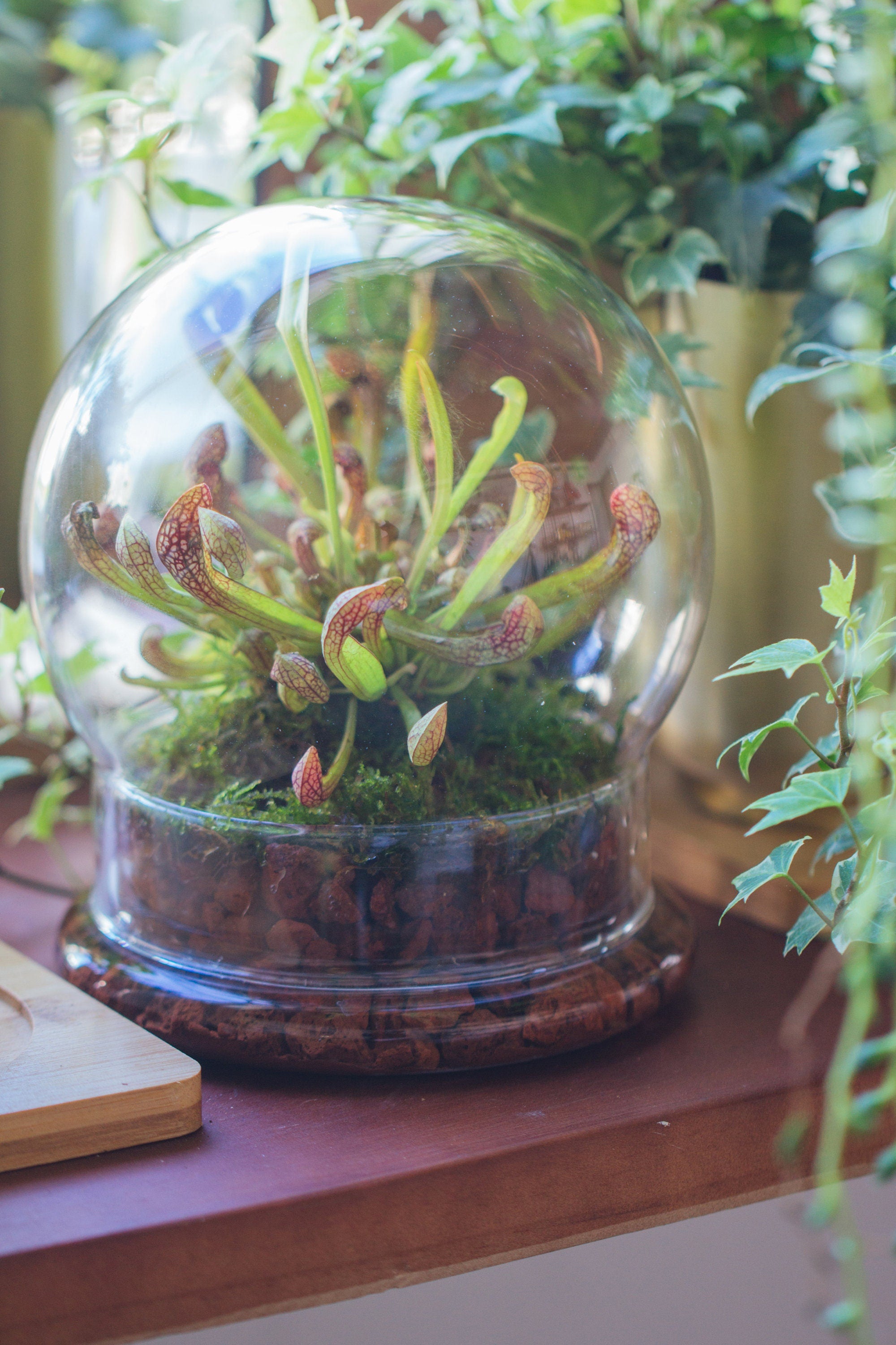 2 Piece 20CM Glass dome / Round Head Glass Cloche Dome Cover Terrarium Container with Without Airhole for Venus Flytrap - NCYPgarden