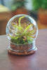 2 Piece 20CM Glass dome / Round Head Glass Cloche Dome Cover Terrarium Container with Without Airhole for Venus Flytrap - NCYPgarden