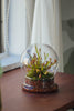 2 Piece 20CM Glass dome / Round Head Glass Cloche Dome Cover Terrarium Container with Without Airhole for Venus Flytrap - NCYPgarden
