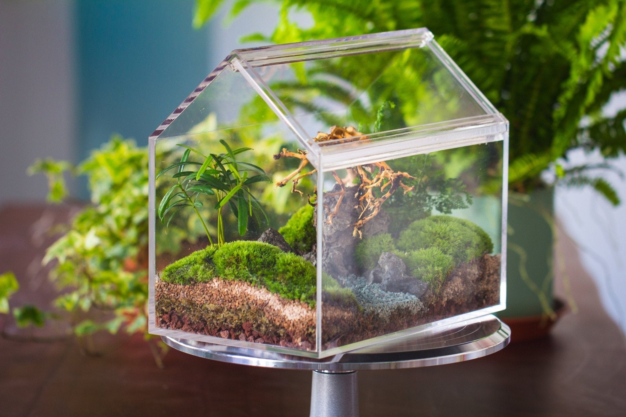 acrylic terrarium for plants handmade water tight, sealed, enclosed, house acrylic terrarium, fish tank, moss fern terrarium Paludarium Vivarium, lid with vent