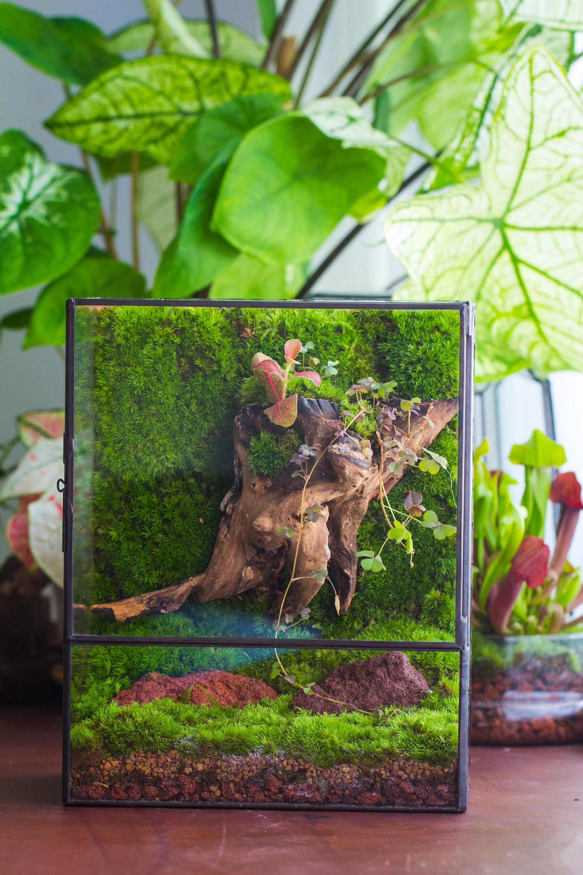 NCYP Close Geometric Glass Terrarium with Door, Tin Sealed Rectangle T ...