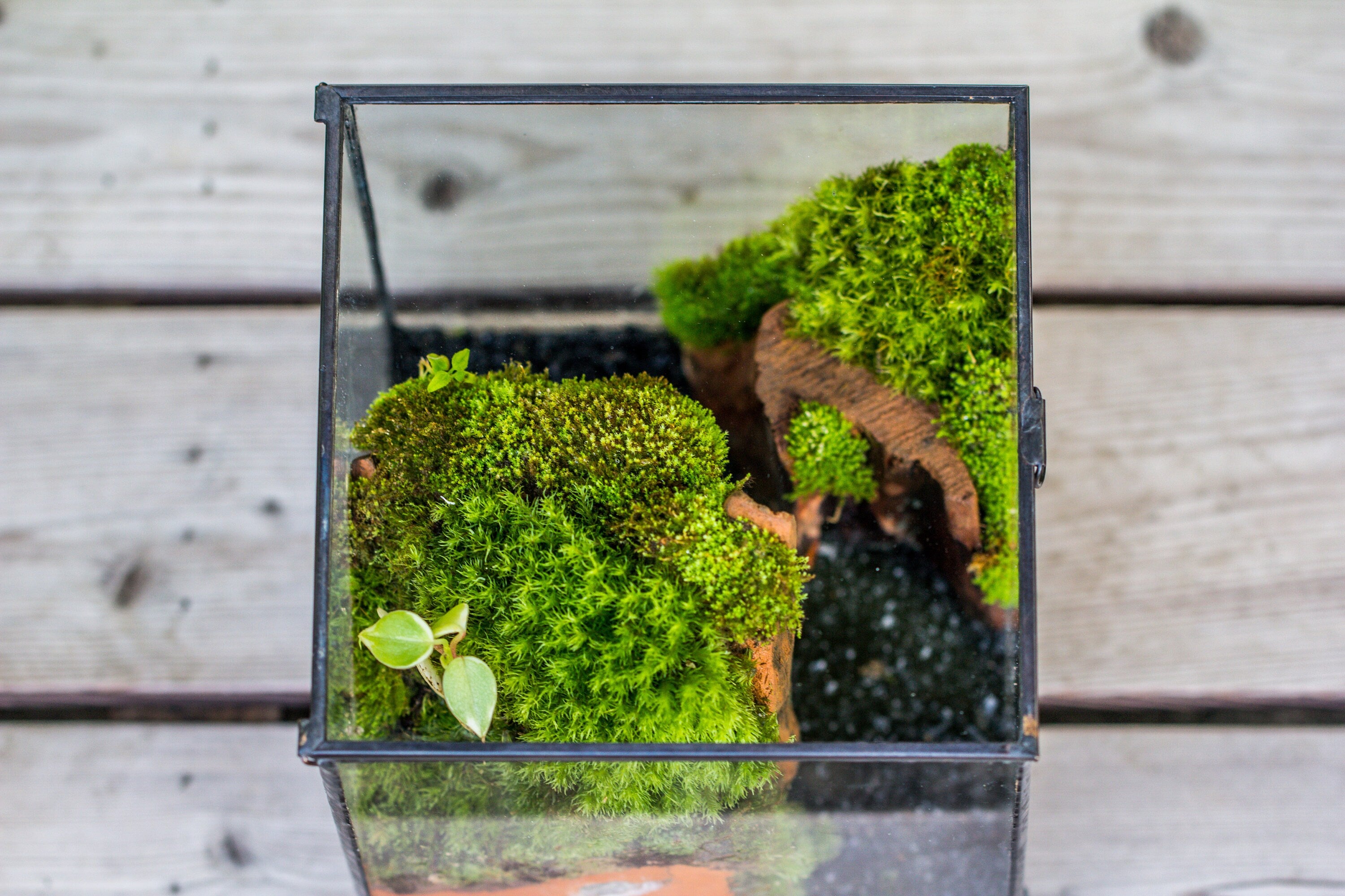 NCYP Vintage feet Cube Close Geometric Glass Terrarium with Door, Tin Sealed  Cube 4.3 / 5.9 inches Planter Succulent Cacti Fern Flower Pot - NCYPgarden