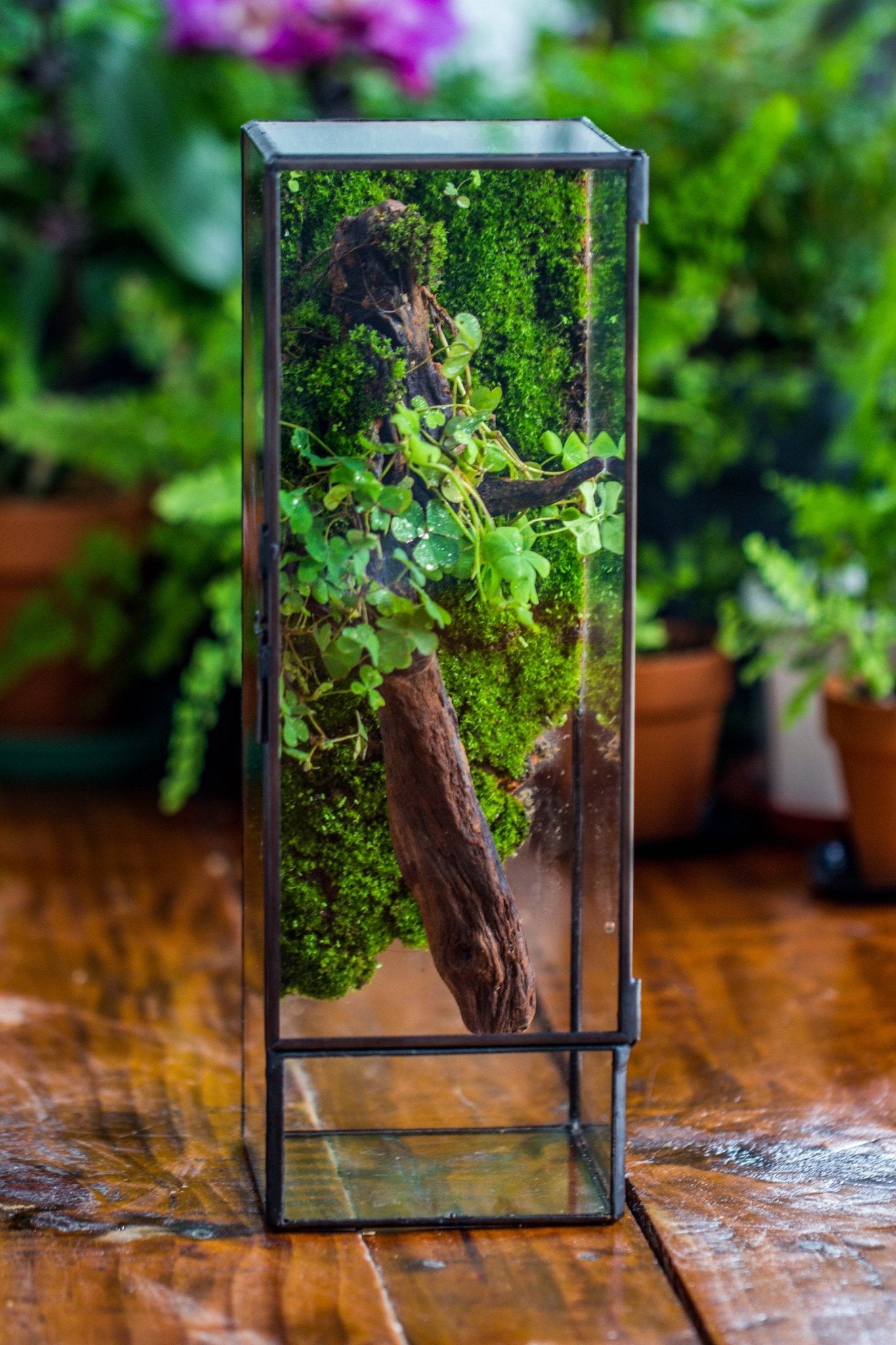 Window Terrarium NCYP Close 11.8
