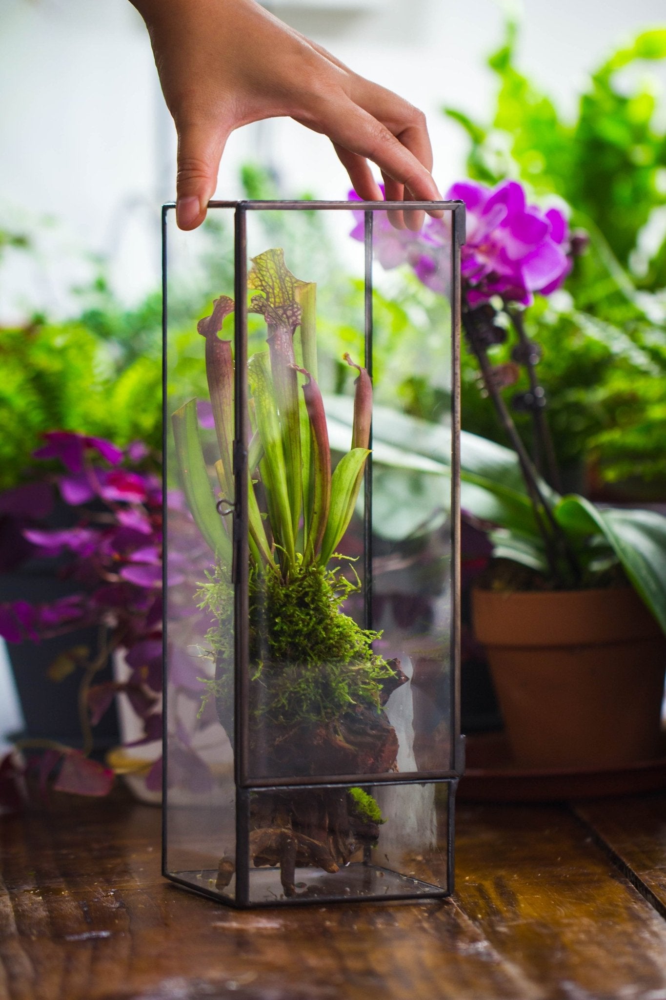 Window Terrarium NCYP Close 11.8