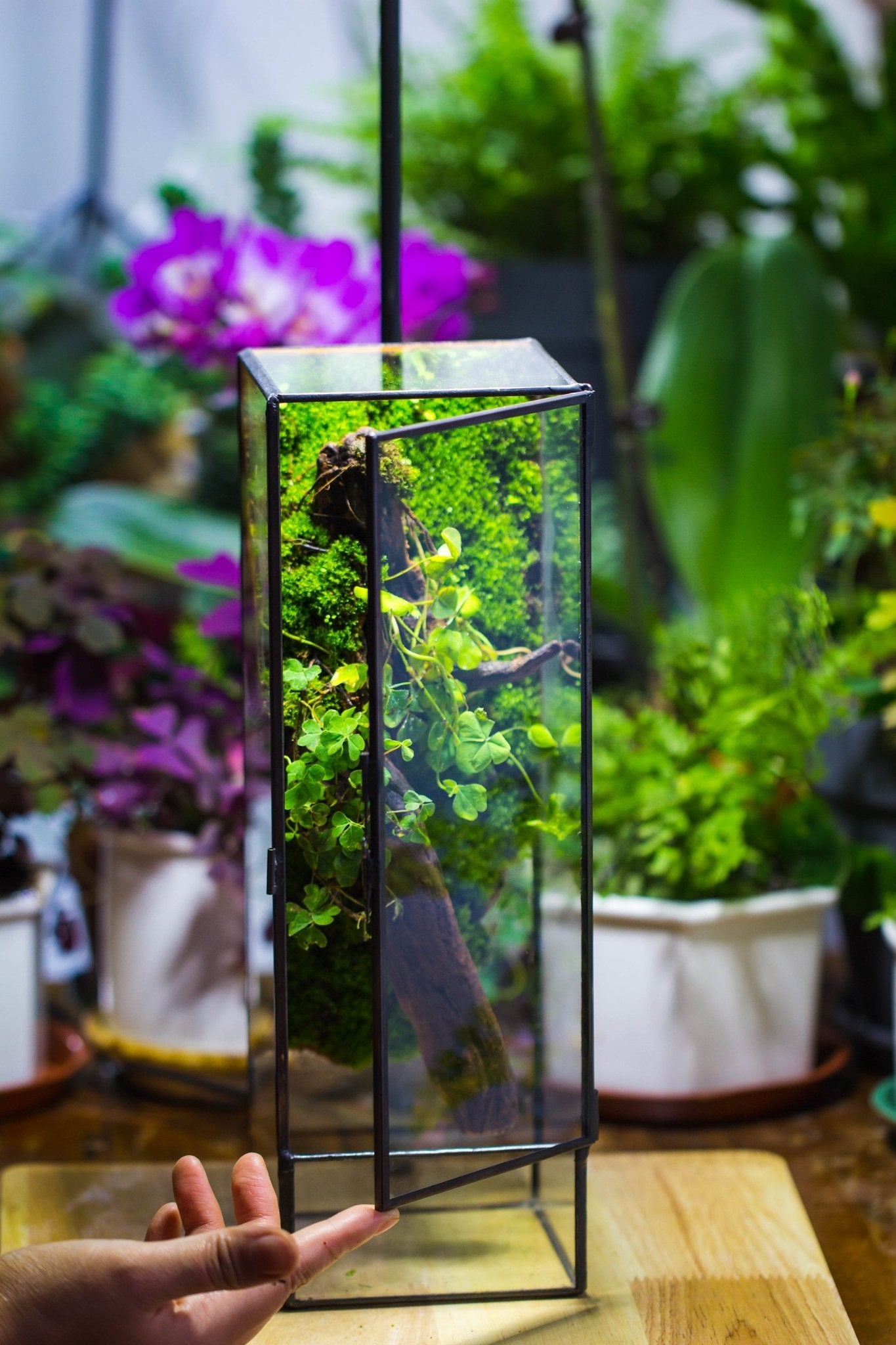 NCYP Close 11.8" Tall Geometric Glass Terrarium with Door, Tin Se ...