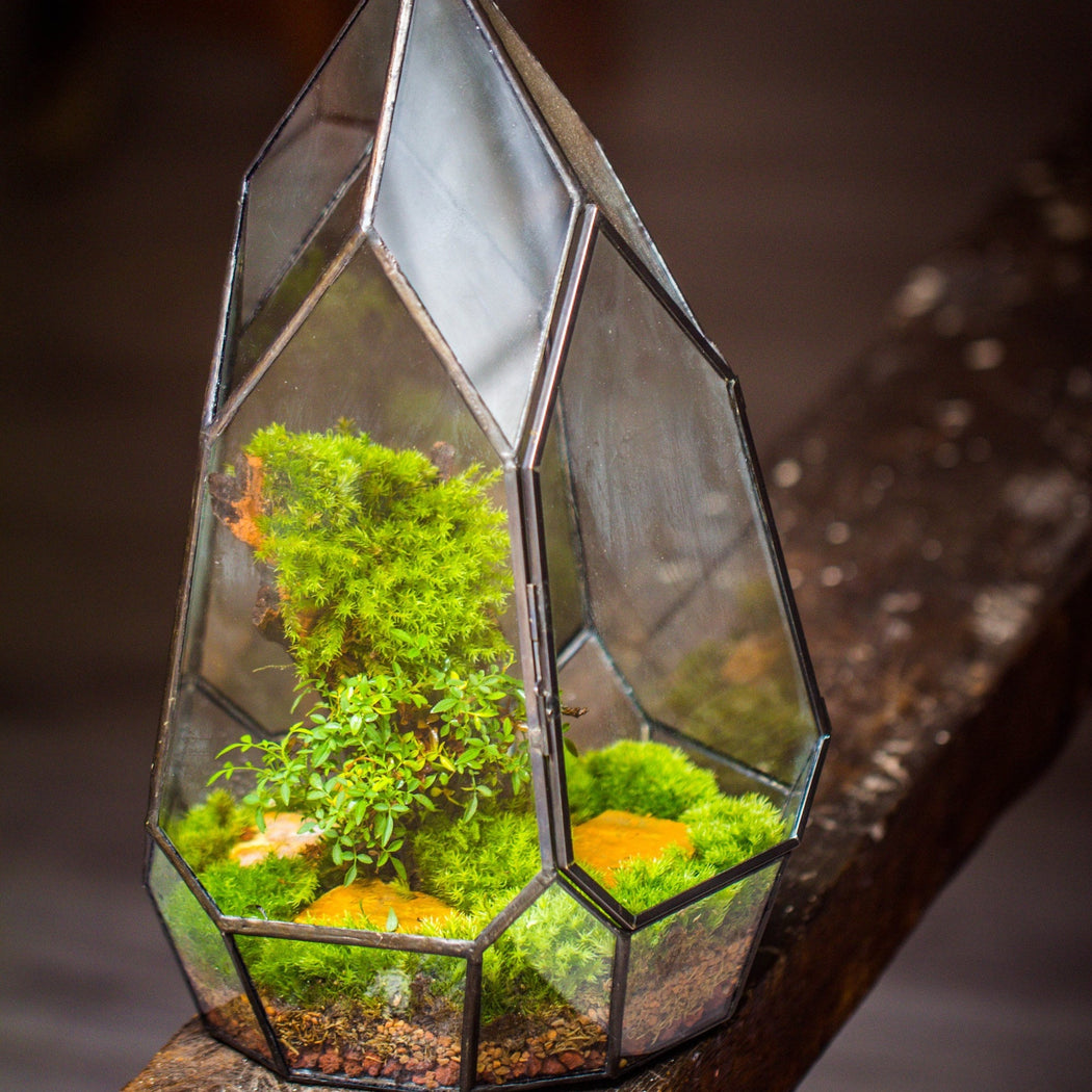 NCYP Irregular Close Geometric Glass Terrarium with door Tall Teardrop Planter Pot Miniature  Moss, Tropical Plants Orchid Container - NCYPgarden