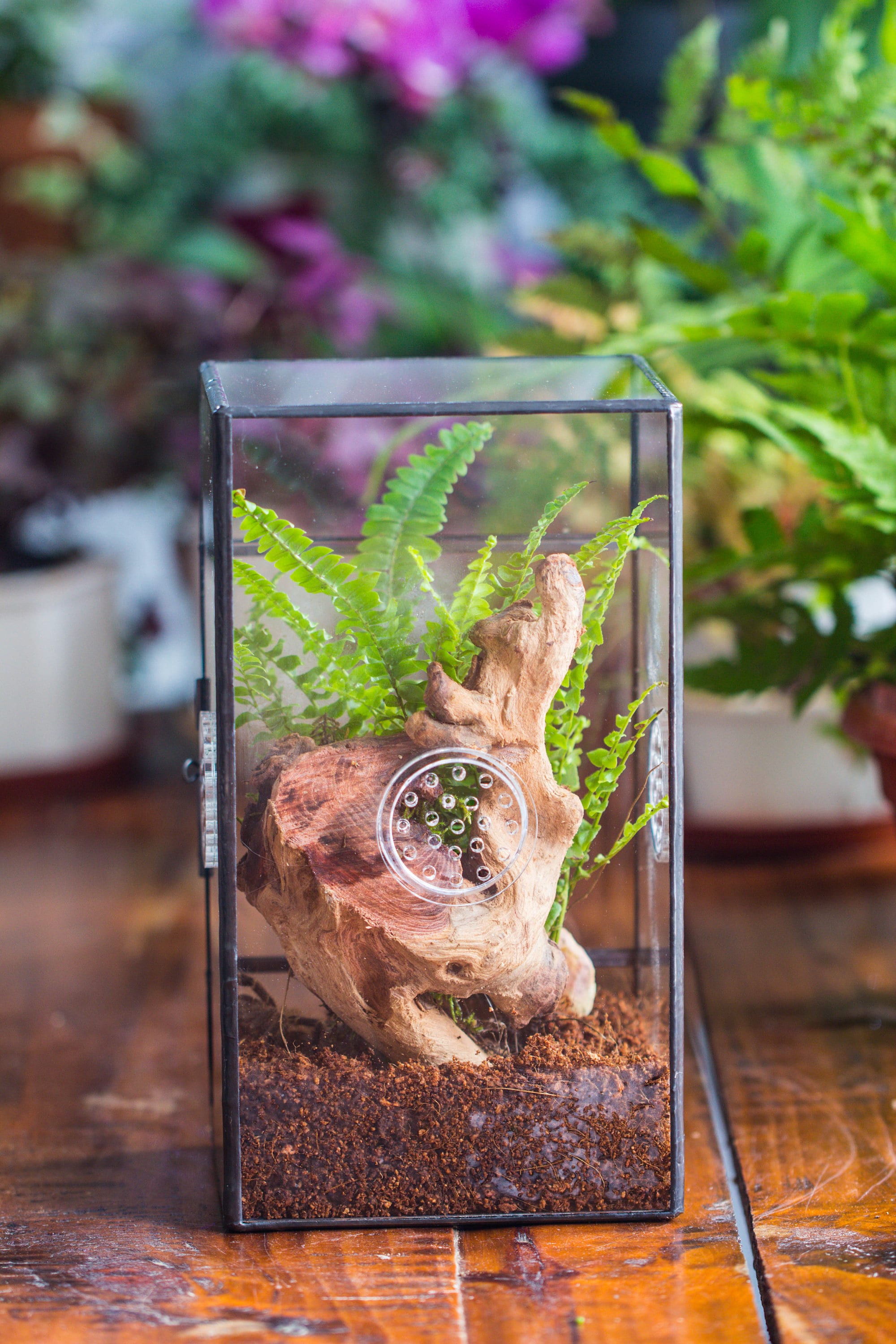 NCYP Rectangle Tin and Glass Geometric Terrarium,  with side door,  with Mesh  / vent holes for small Insects Pet - NCYPgarden