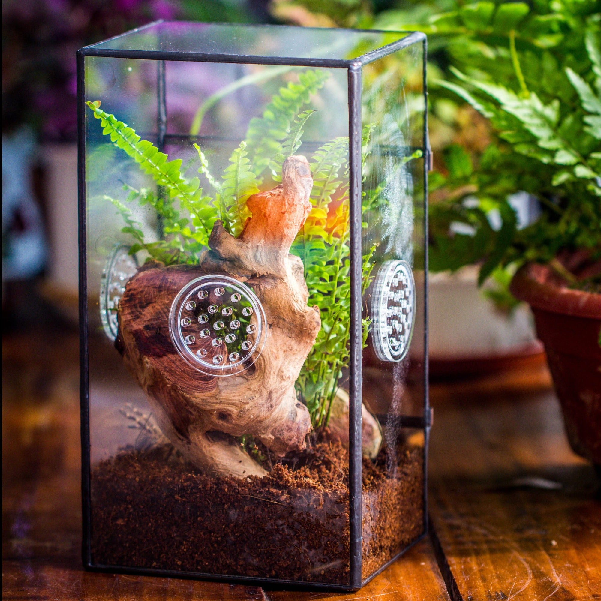 NCYP Geometrisch Glazen Terrarium – 19x12,5x23 Cm, Met Deksel, Zwart – Voor Cactussen En Vetplanten (alleen Terrarium)