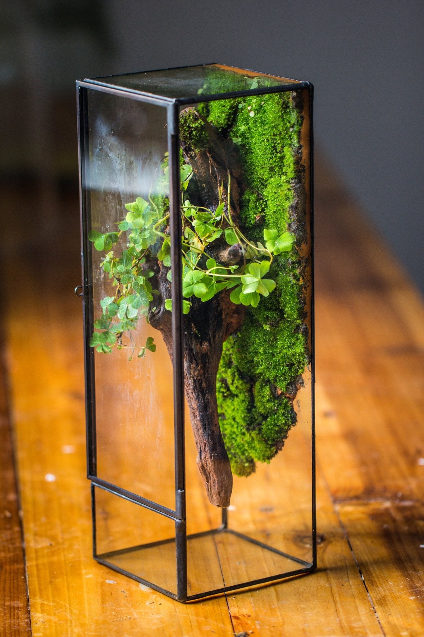 Geometric Terrariums | NCYPgarden