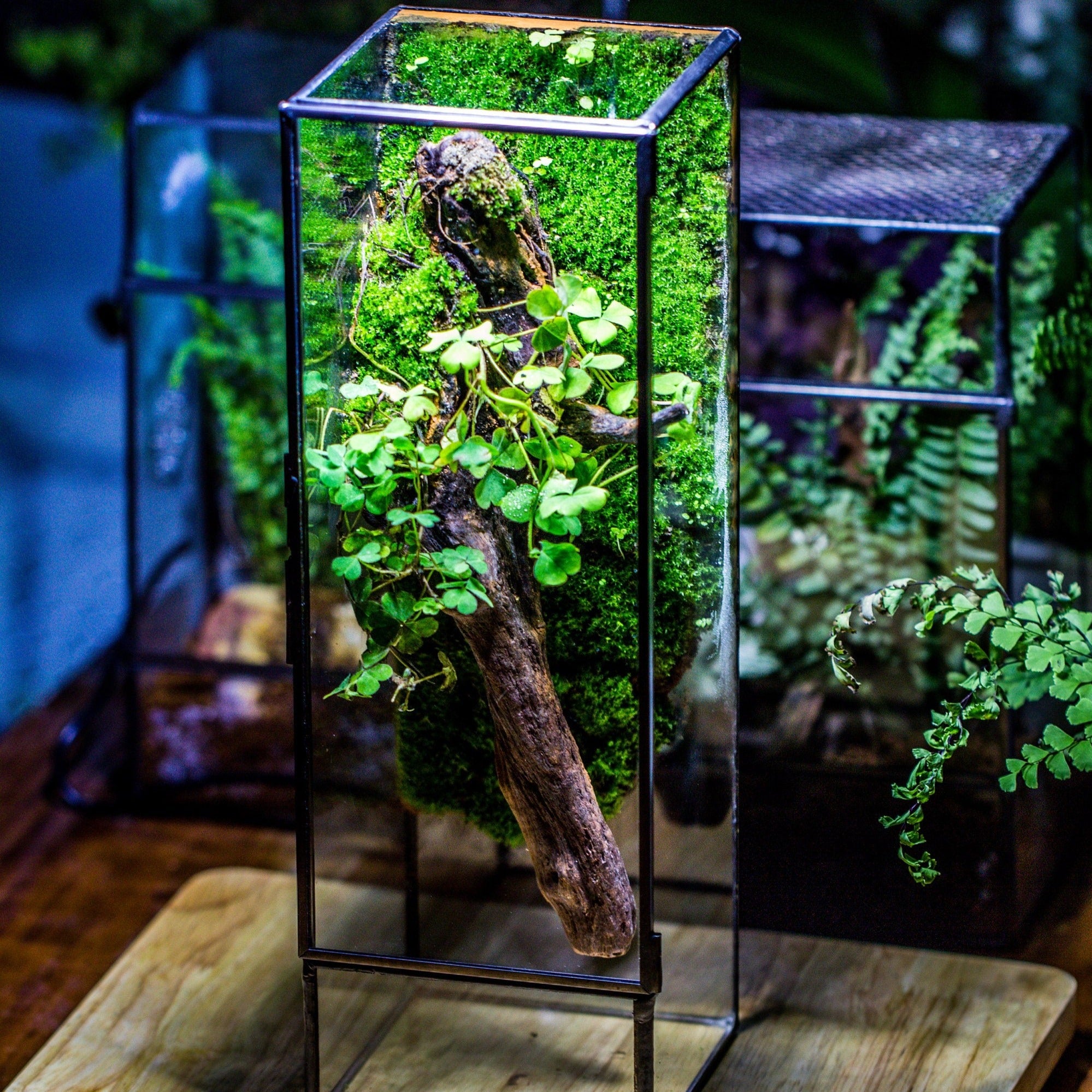 glass terrarium plants NCYP Close 11.8" Tall Geometric Glass Terrarium with Door, Tin Sealed Pillar, Planter for Moss Wall, Fern, Pitcher plants, tropical plants