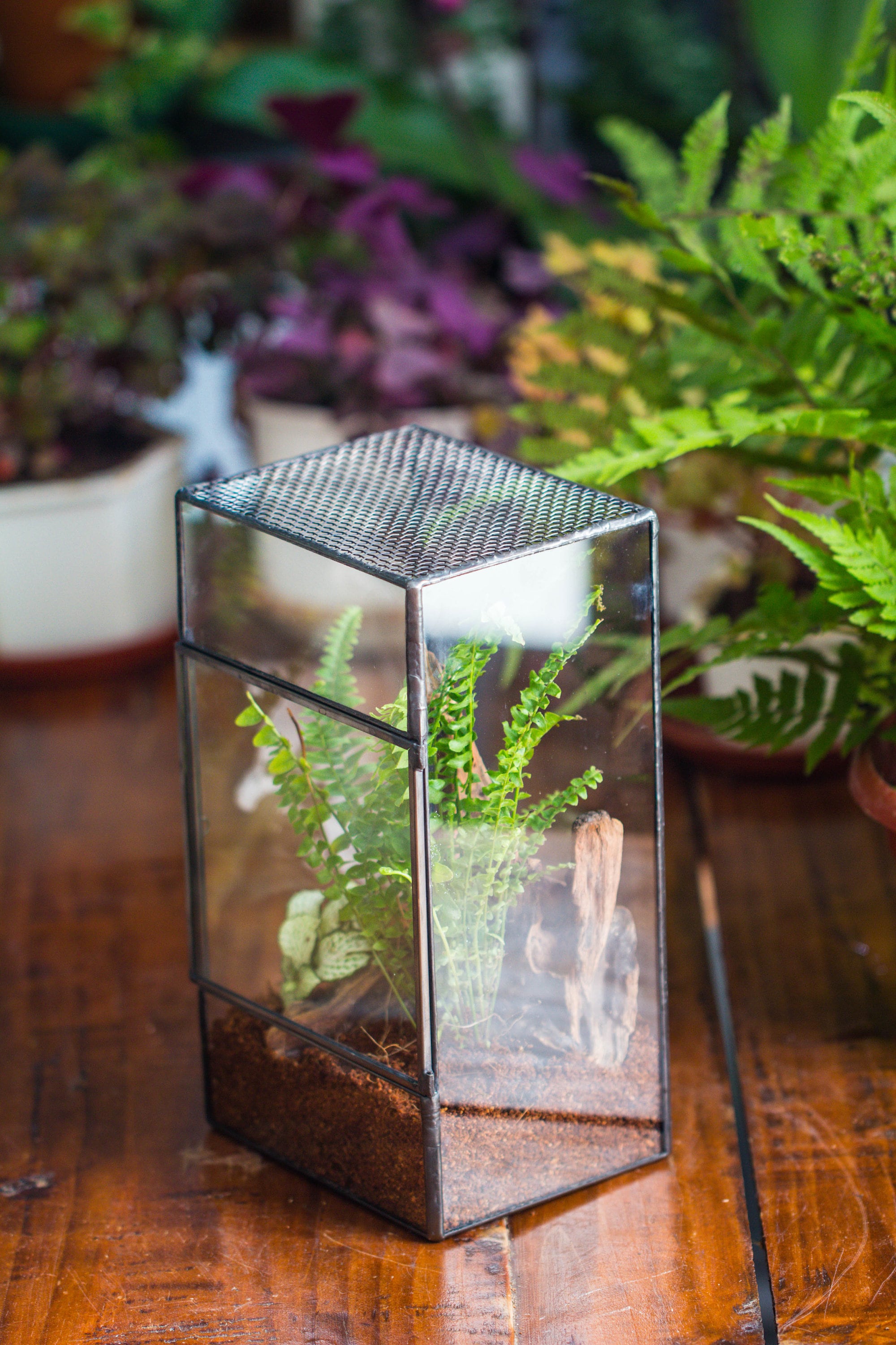 NCYP Rectangle Tin and Glass Geometric Terrarium,  with side door,  with Mesh  / vent holes for small Insects Pet - NCYPgarden