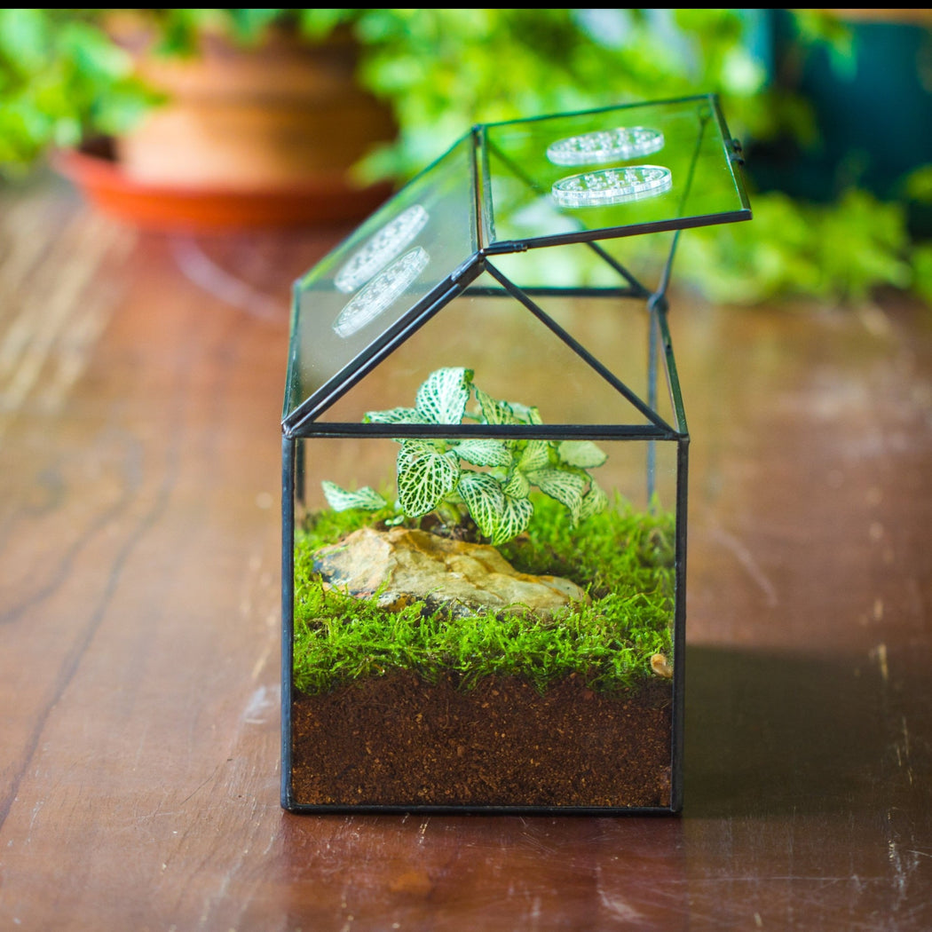 NCYP Handmade Geometric Glass Close Terrarium Box House Shape, Swing Lid Latch for Air Plants Moss Snail Reptile Habitat Vivarium - NCYPgarden