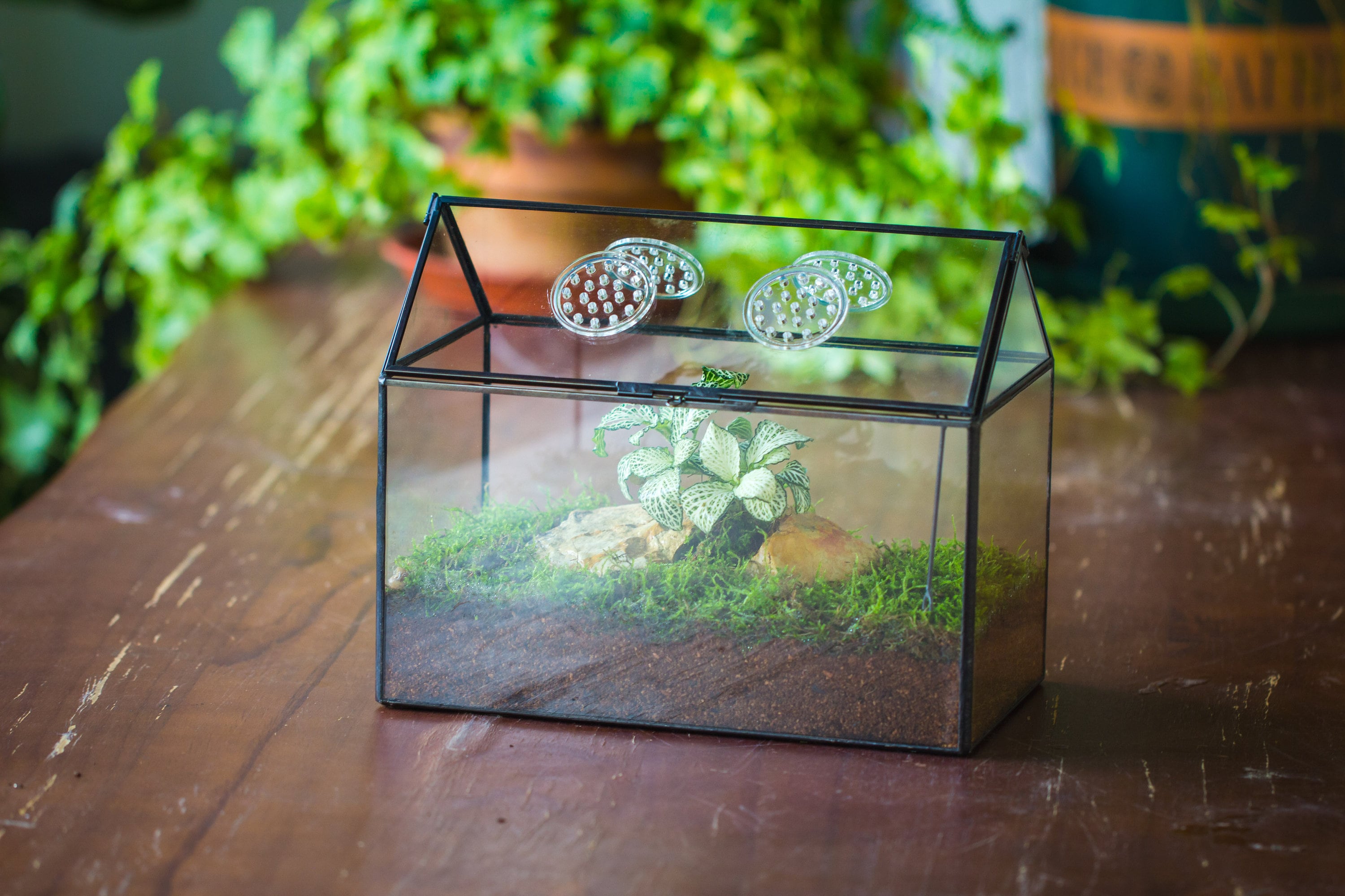 NCYP Handmade Geometric Glass Close Terrarium Box House Shape, Swing Lid Latch for Air Plants Moss Snail Reptile Habitat Vivarium - NCYPgarden