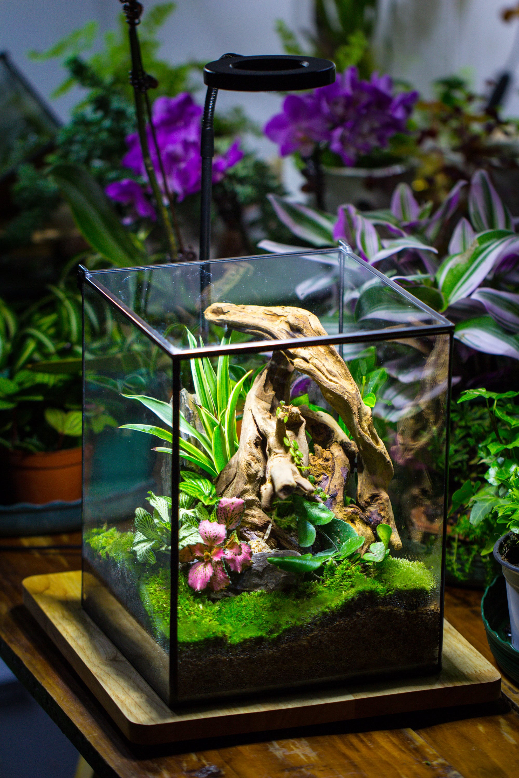 NCYP Basic Rectangle Close Geometric Glass Tin Terrarium, Planter  Multiple Size for Moss Wall, Fern, Landscape multiple size, No plants - NCYPgarden