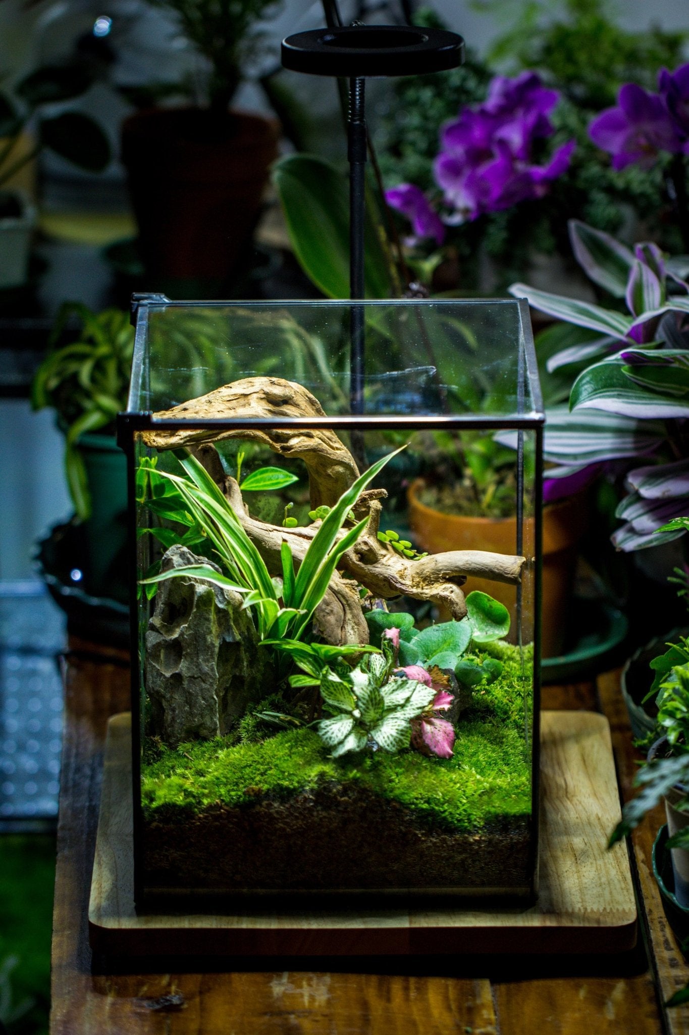 Basic Terrarium NCYP Basic Rectangle Close Geometric Glass Tin Terrarium, Planter Mult ...