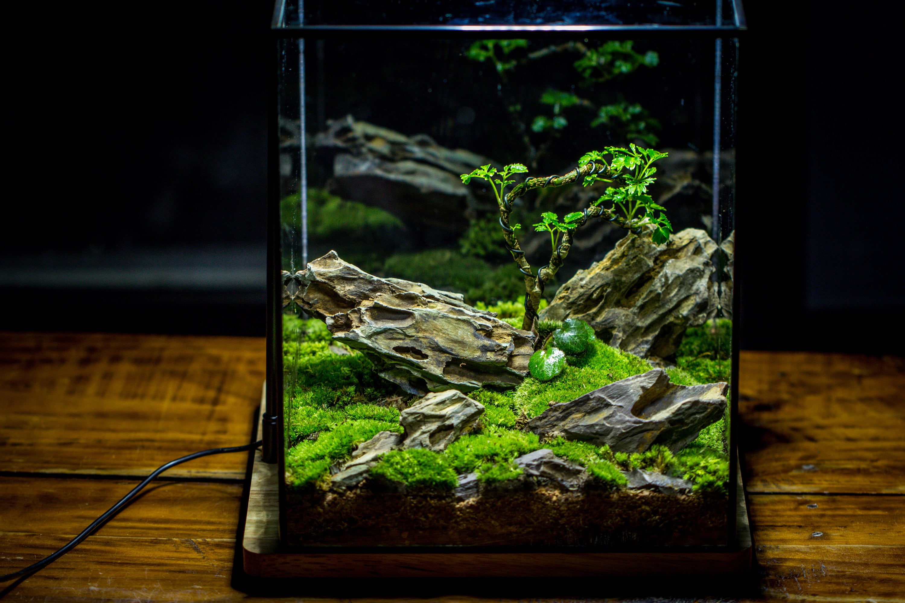 NCYP Basic Rectangle Close Geometric Glass Tin Terrarium, Planter  Multiple Size for Moss Wall, Fern, Landscape multiple size, No plants - NCYPgarden