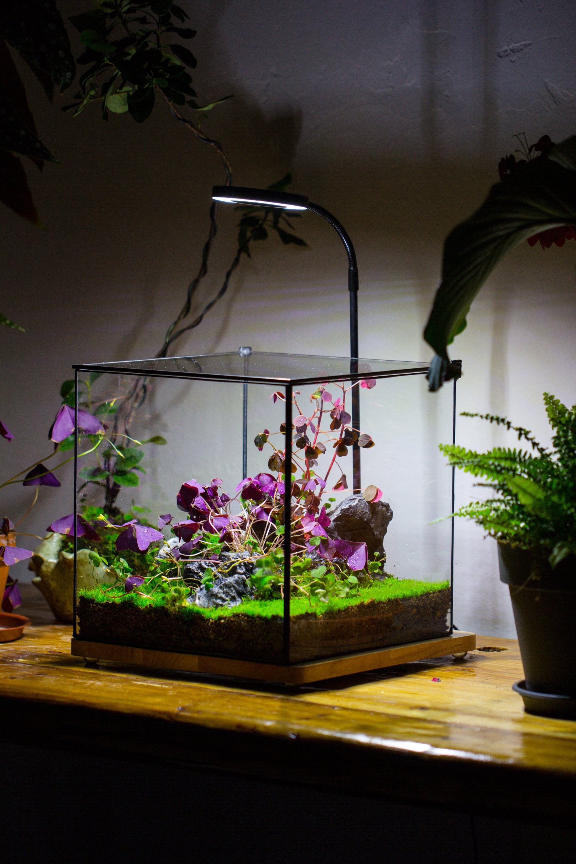 NCYP Basic Rectangle Close Geometric Glass Tin Terrarium, Planter  Multiple Size for Moss Wall, Fern, Landscape multiple size, No plants - NCYPgarden