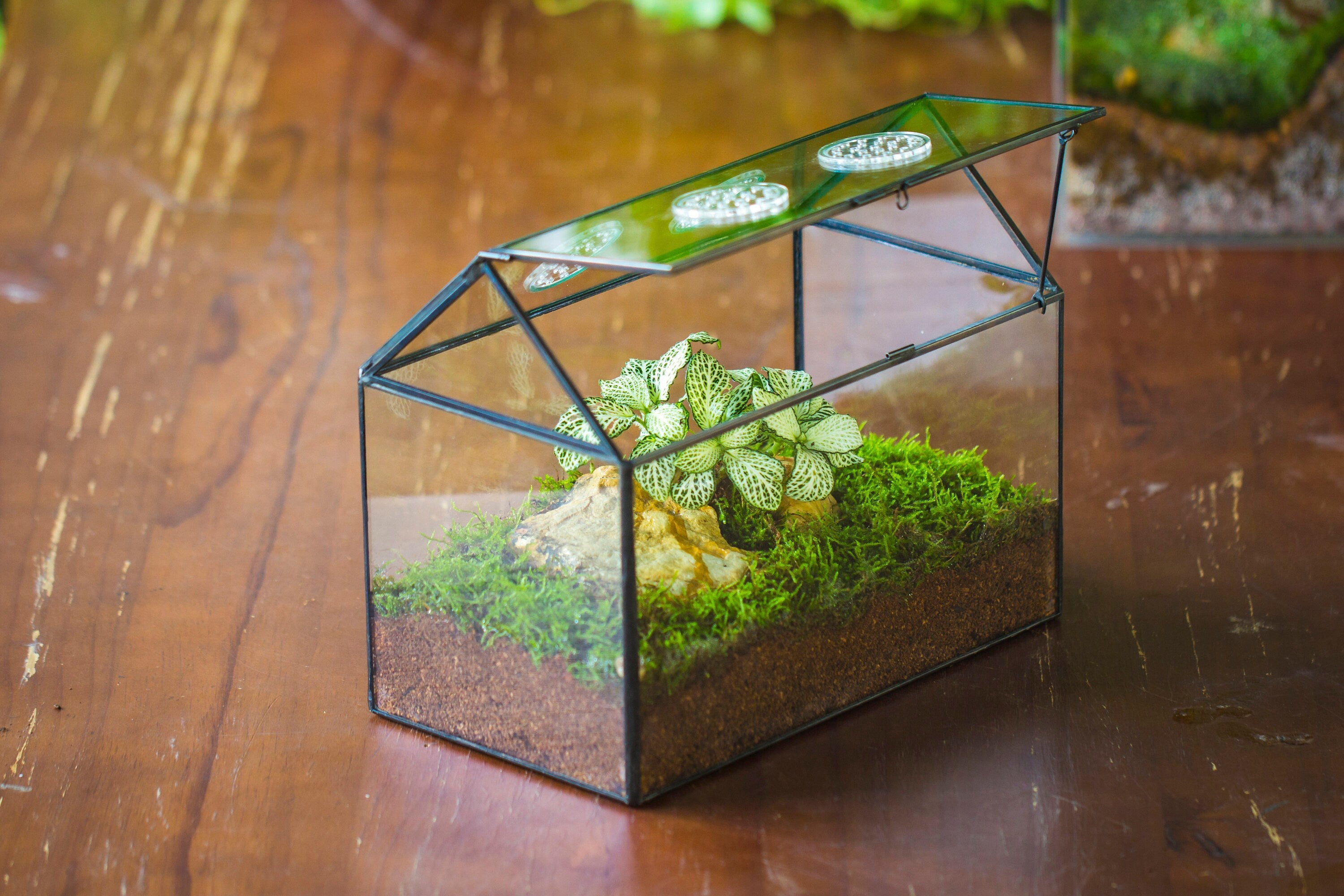 NCYP Handmade Geometric Glass Close Terrarium Box House Shape, Swing Lid Latch for Air Plants Moss Snail Reptile Habitat Vivarium - NCYPgarden