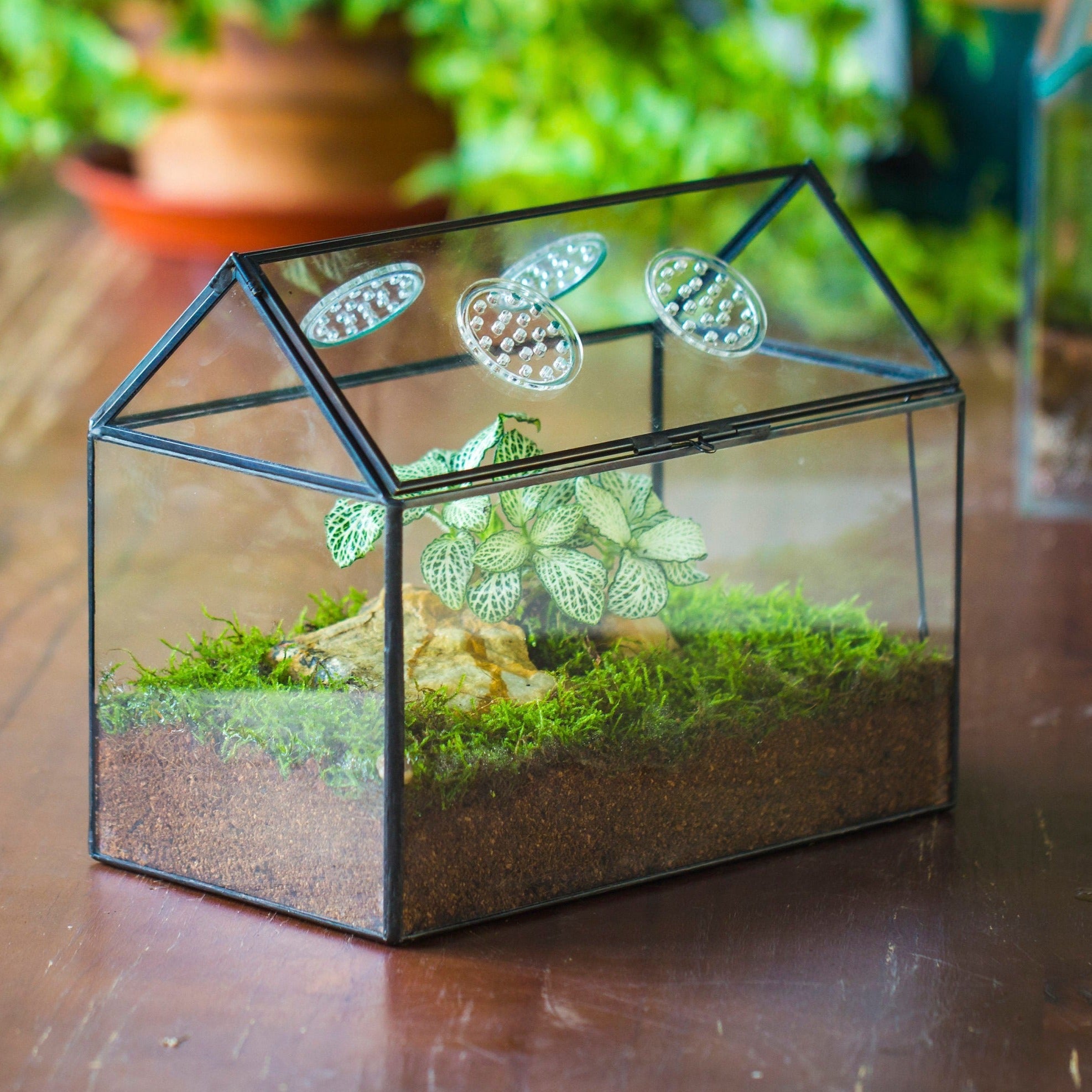 NCYP Handmade Geometric Glass Close Terrarium Box House Shape, Swing Lid Latch for Air Plants Moss Snail Reptile Habitat Vivarium - NCYPgarden