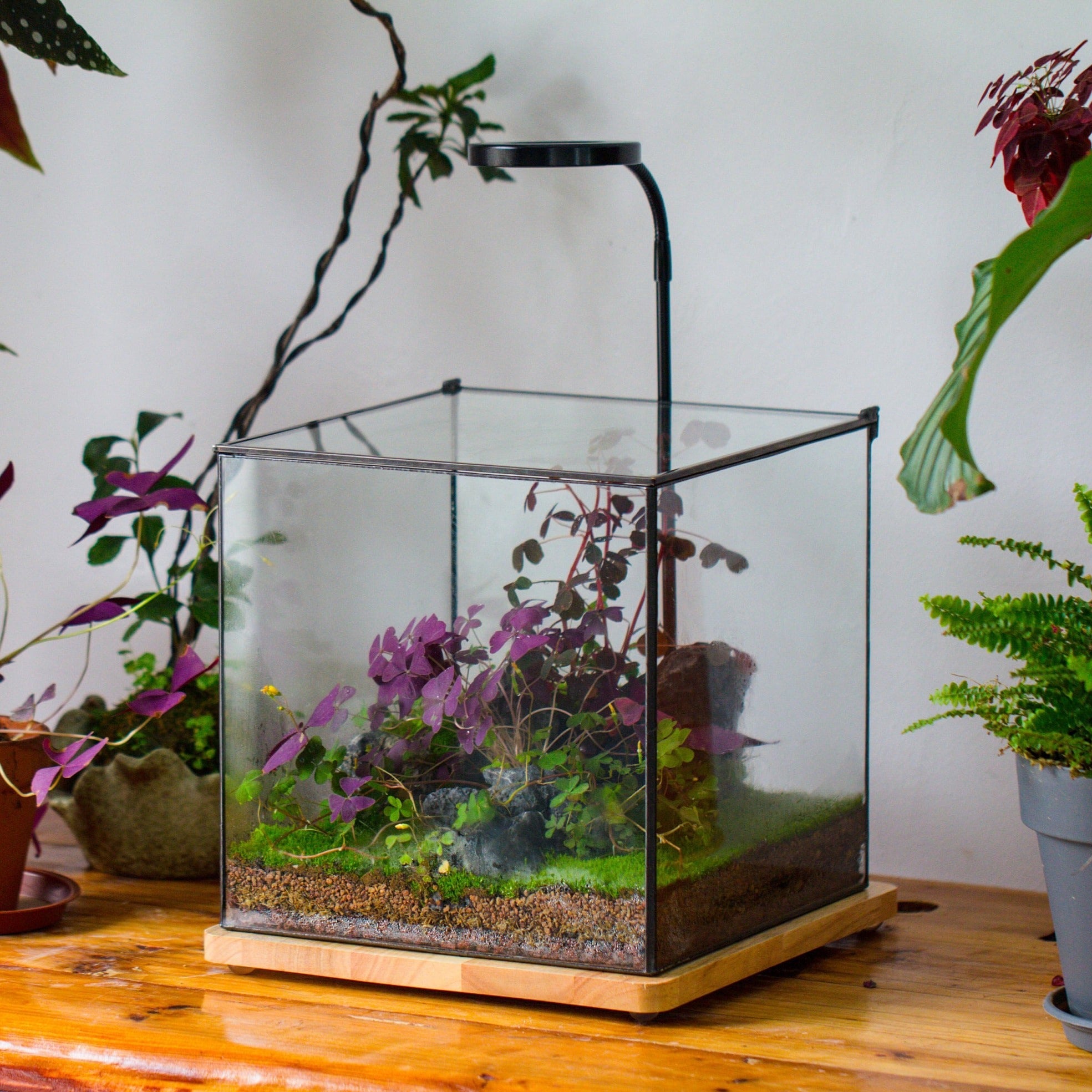 Basic Terrarium NCYP Basic Rectangle Close Geometric Glass Tin Terrarium, Planter Mult ...