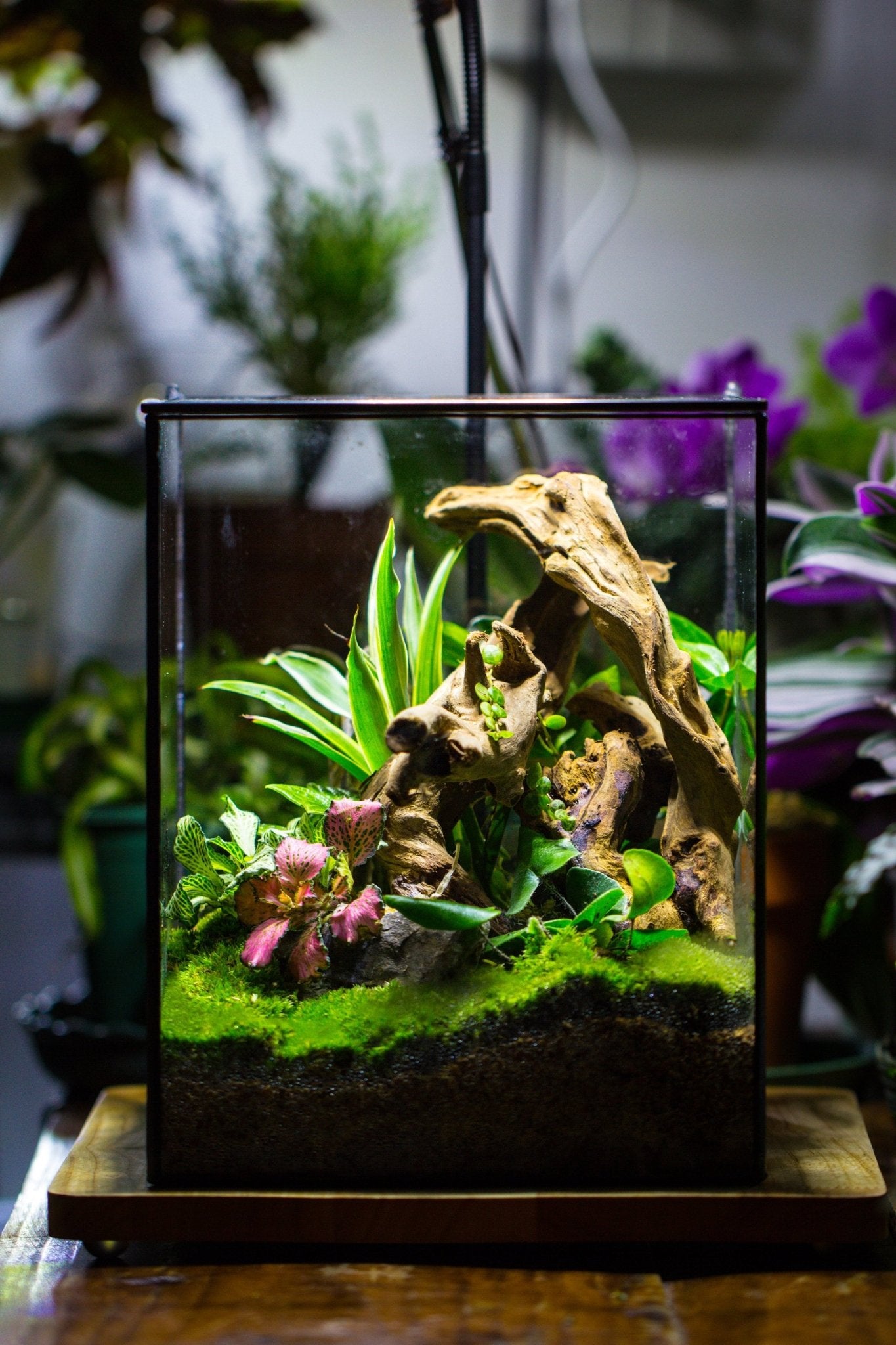 Basic Terrarium NCYP Basic Rectangle Close Geometric Glass Tin Terrarium, Planter Mult ...