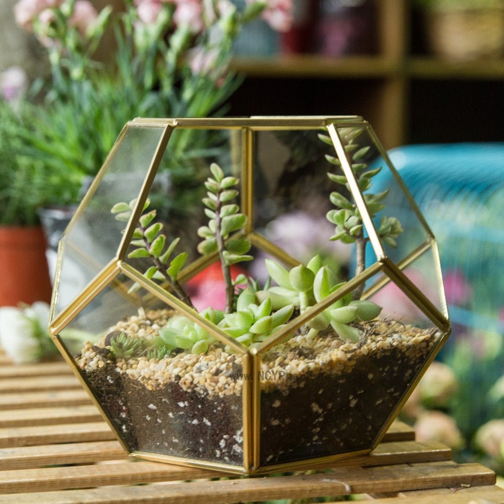 geometric succulent Buy Handmade Tabletop Polyhedron Glass Geometric Terrarium – NCYPgarden