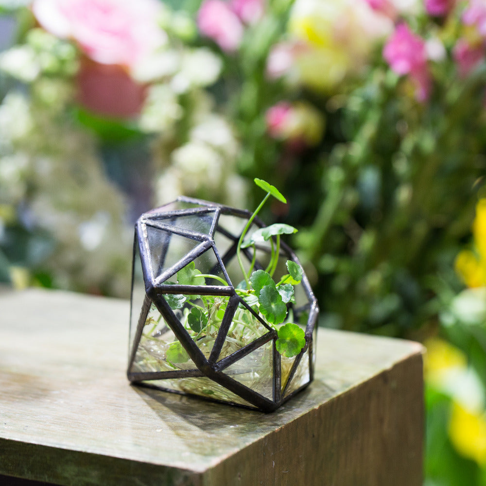 Handmade Mini Eight-surfaces Diamond Glass Geometric Terrarium forFern Moss Ring Box - NCYPgarden