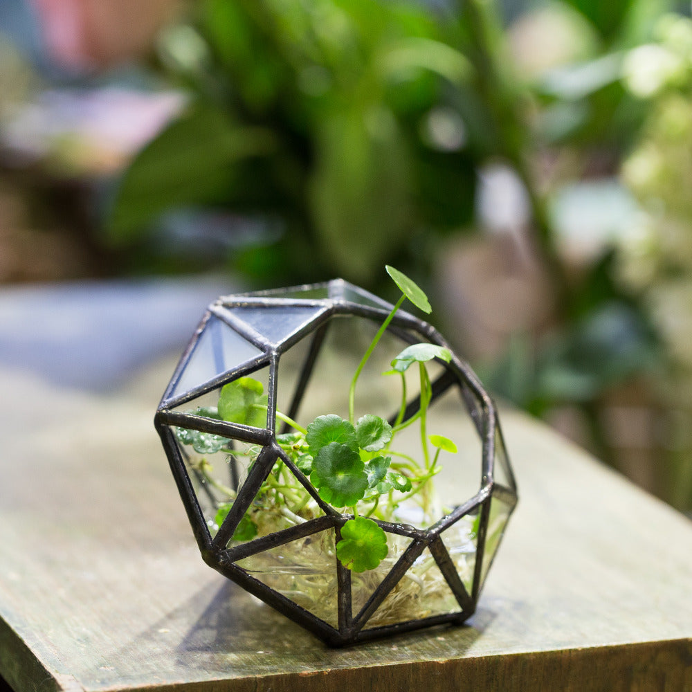 Handmade Mini Eight-surfaces Diamond Glass Geometric Terrarium forFern Moss Ring Box - NCYPgarden