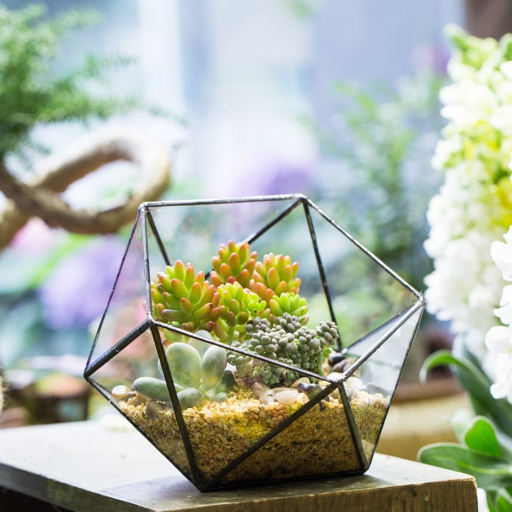 succulent bowl glass Handmade Bowl Shape Geometric Glass Terrarium Pot – NCYPgarden