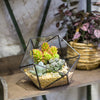 Handmade Bowl Shape Geometric Glass Terrarium Pot for Plants Succulent Moss Miniature Airplants - NCYPgarden