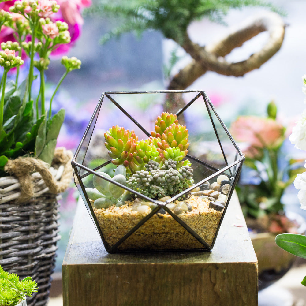 Handmade Bowl Shape Geometric Glass Terrarium Pot for Plants Succulent Moss Miniature Airplants - NCYPgarden
