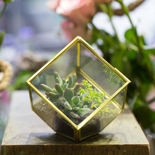 Handmade 3.9" Copper Square Inclined Cube Glass Geometric Terrarium Box with Door for Succulents - NCYPgarden
