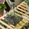 Handmade Pyramid Geometric Glass Terrarium for Succulent Fern Moss Airplants Cacti - NCYPgarden