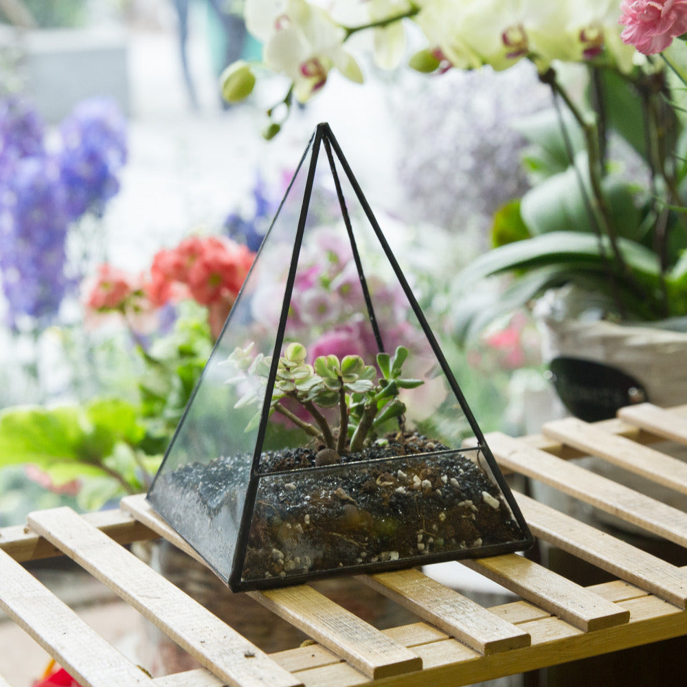 Handmade Pyramid Geometric Glass Terrarium for Succulent Fern Moss Airplants Cacti - NCYPgarden